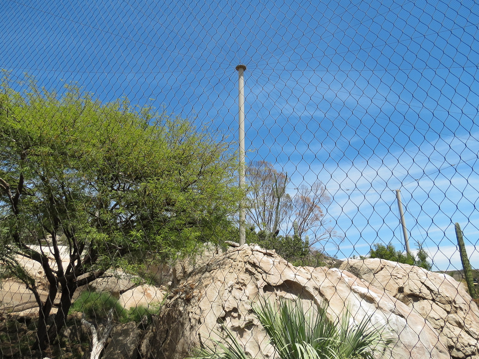 Condor Ridge - California Condor Exhibit