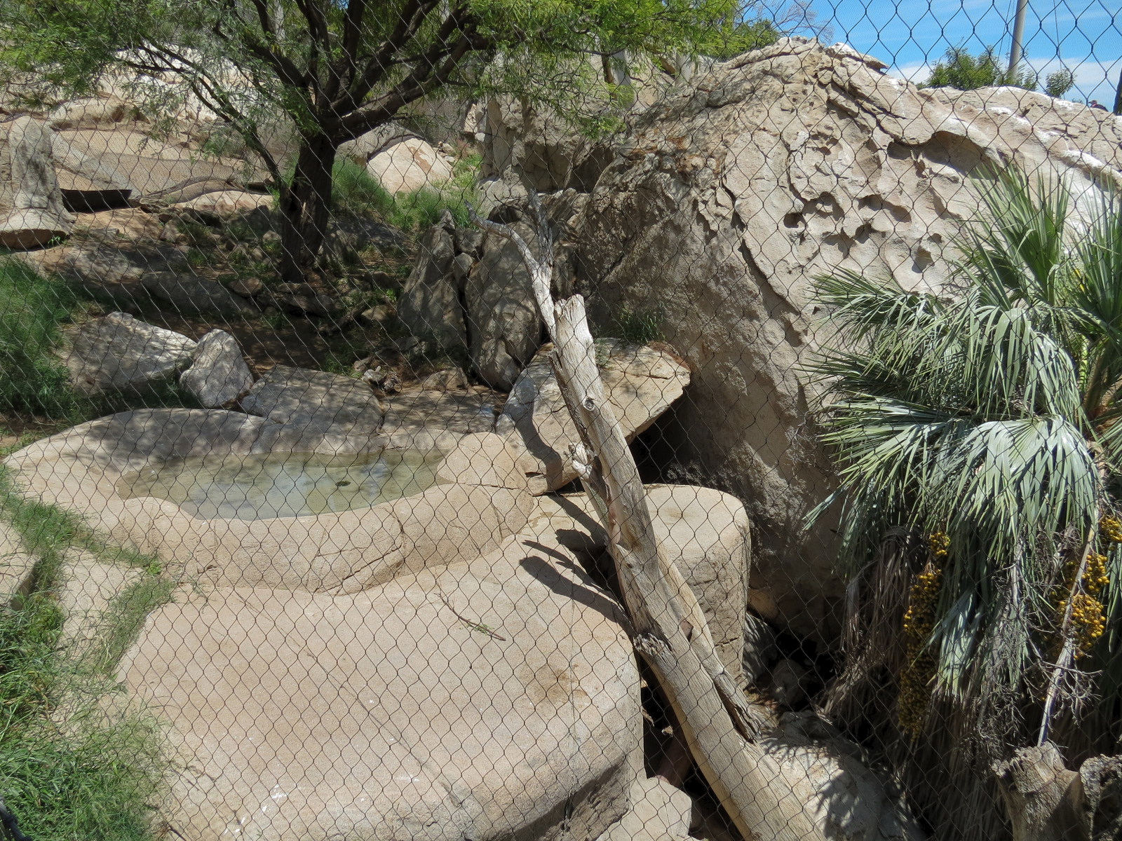 Condor Ridge - California Condor Exhibit
