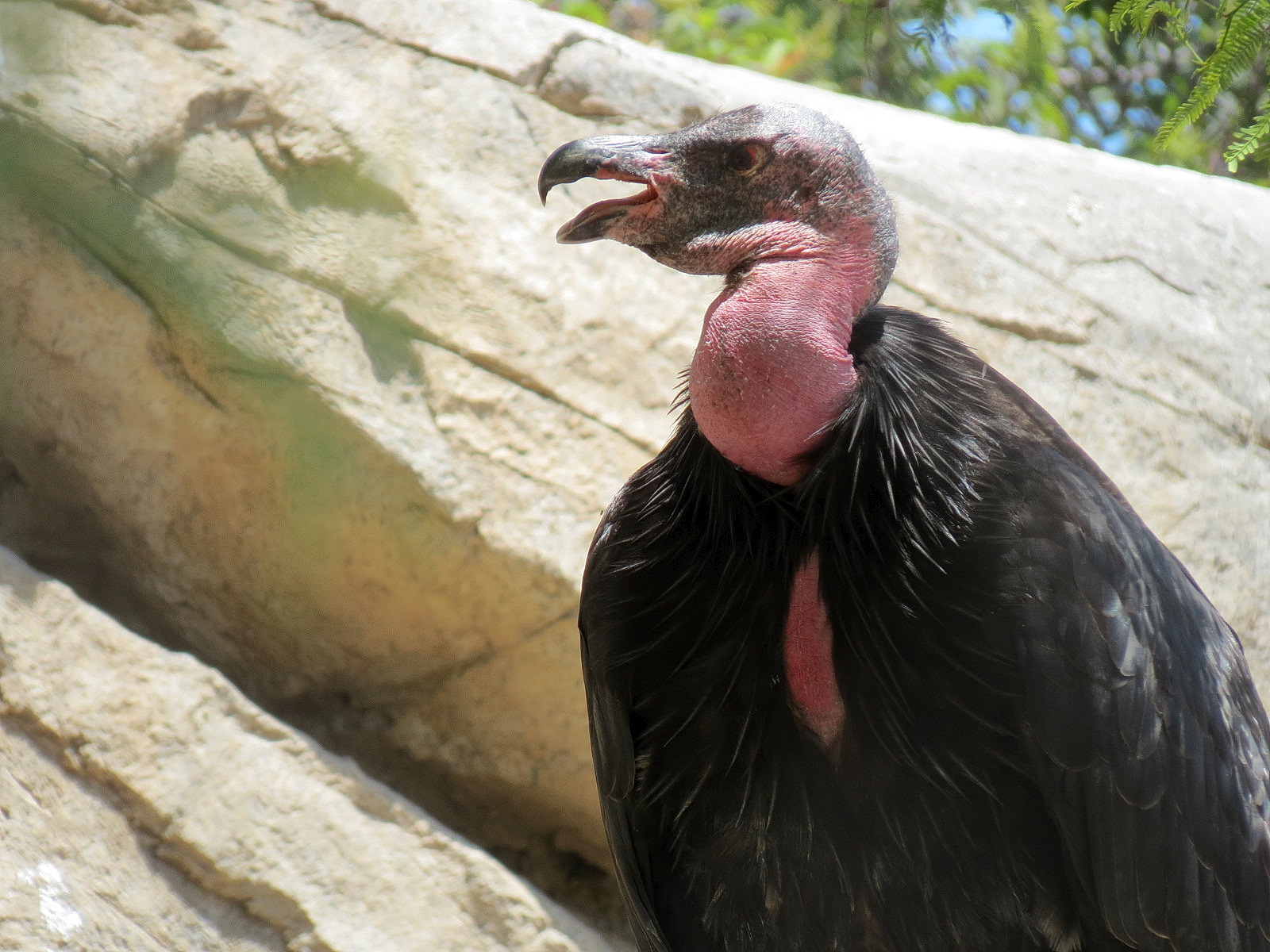 Condor Ridge - California Condor Exhibit