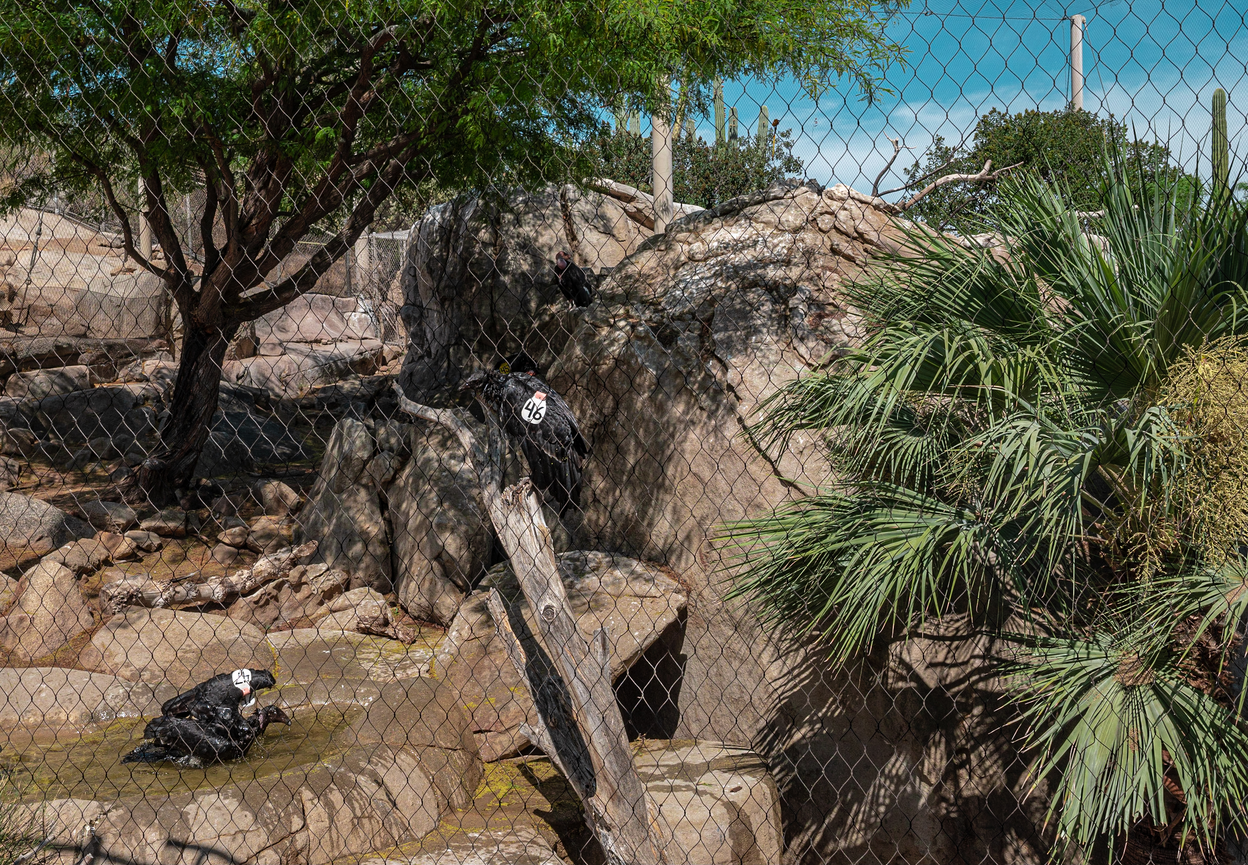 Condor Ridge: California Condor exhibit