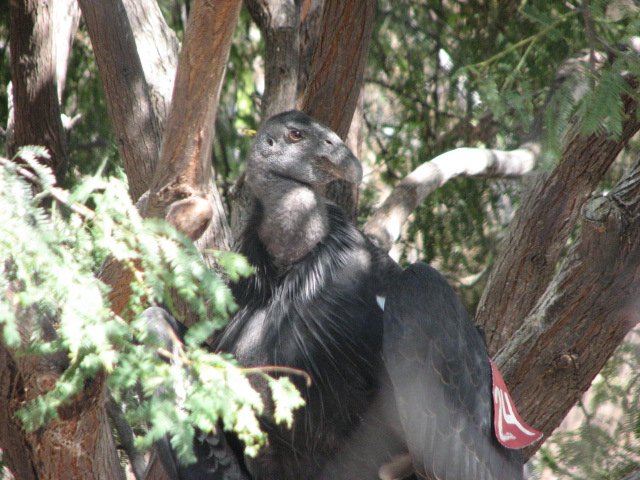 Condor Ridge - California Condor