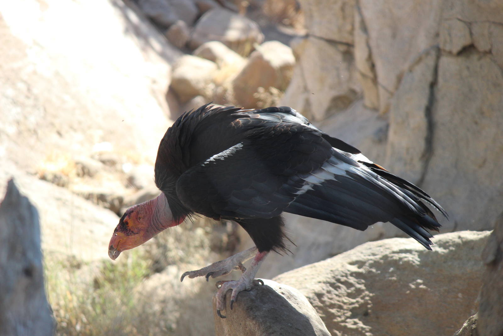 Condor Ridge - California Condor