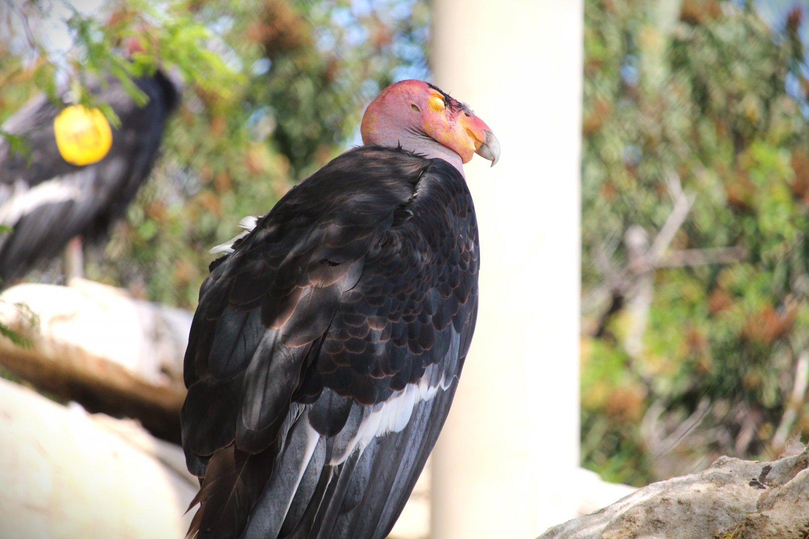 Condor Ridge - California Condor
