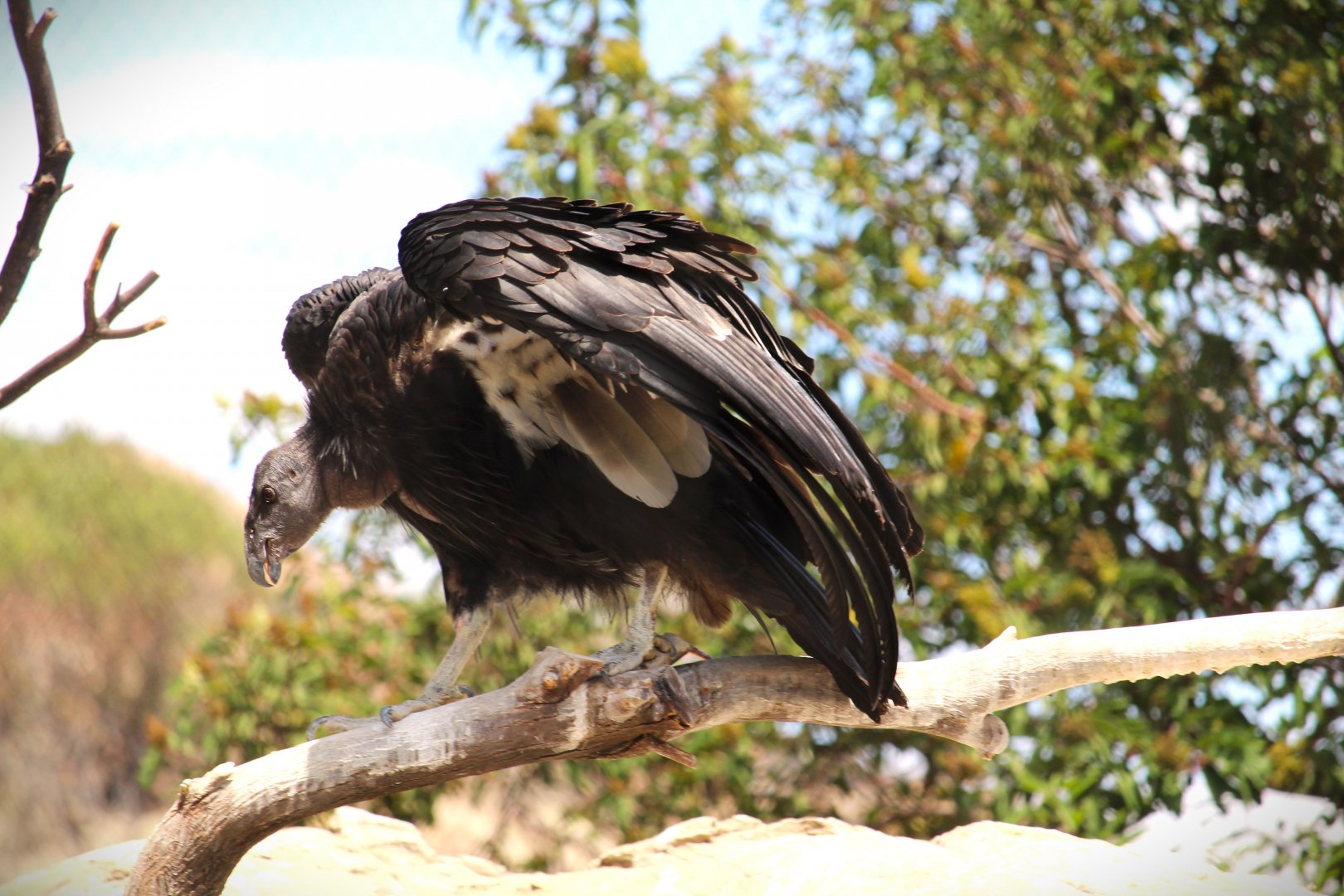 Condor Ridge - California Condor