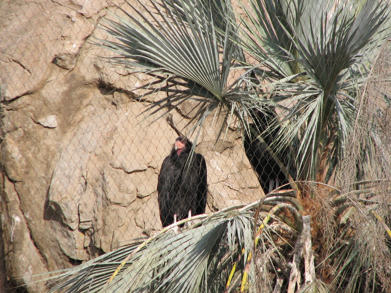 Condor Ridge - California Condor