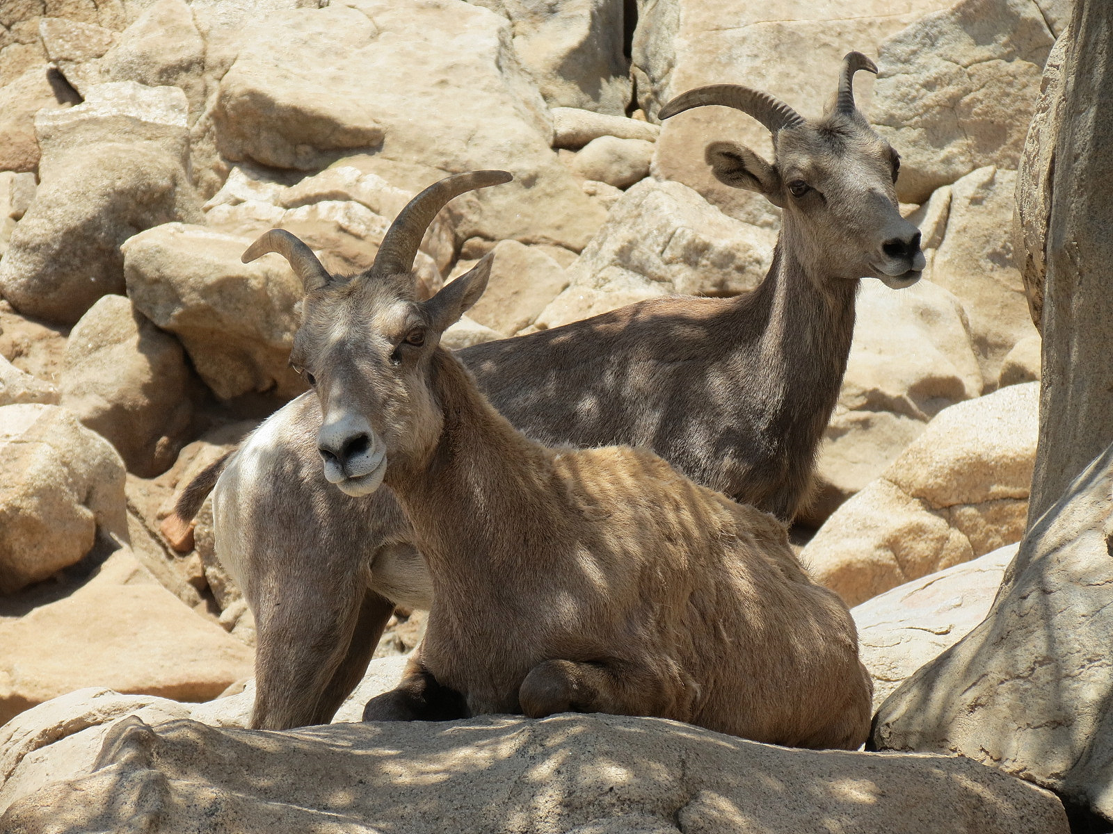 Condor Ridge - Desert Bighorn Exhibit
