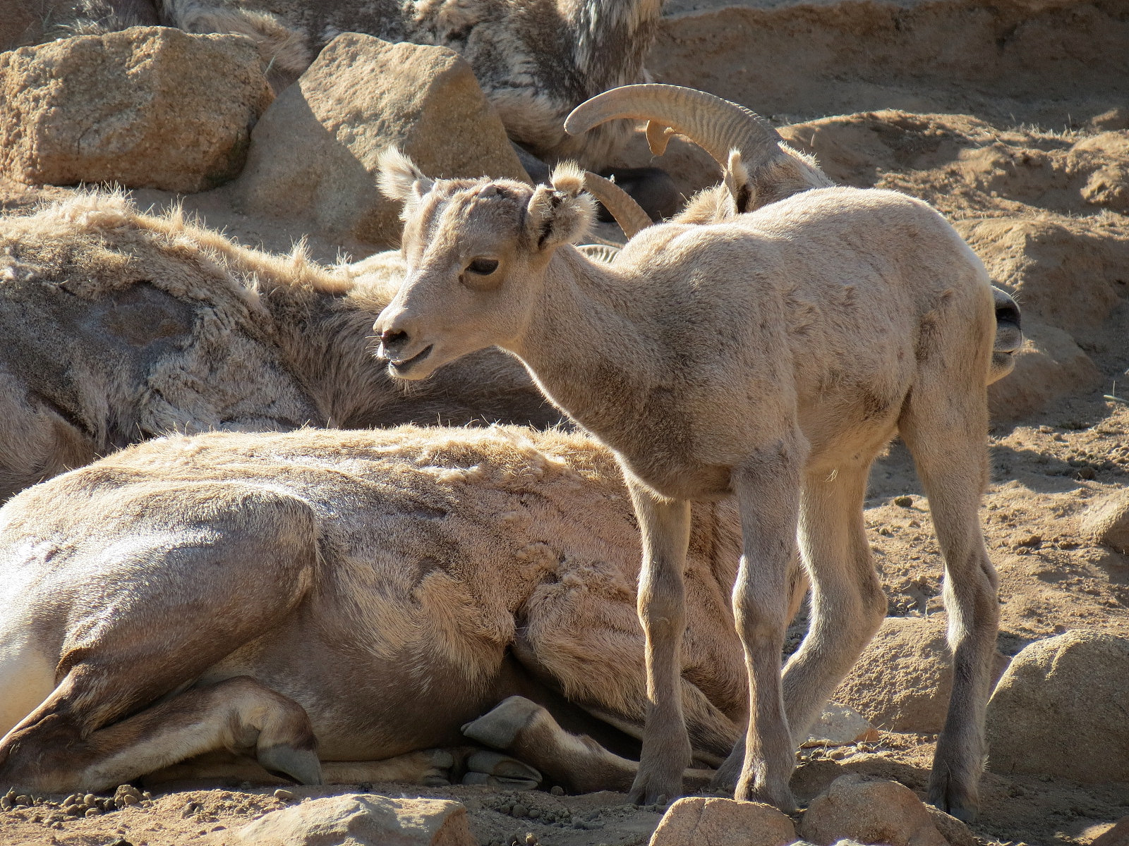 Condor Ridge - Desert Bighorn Exhibit