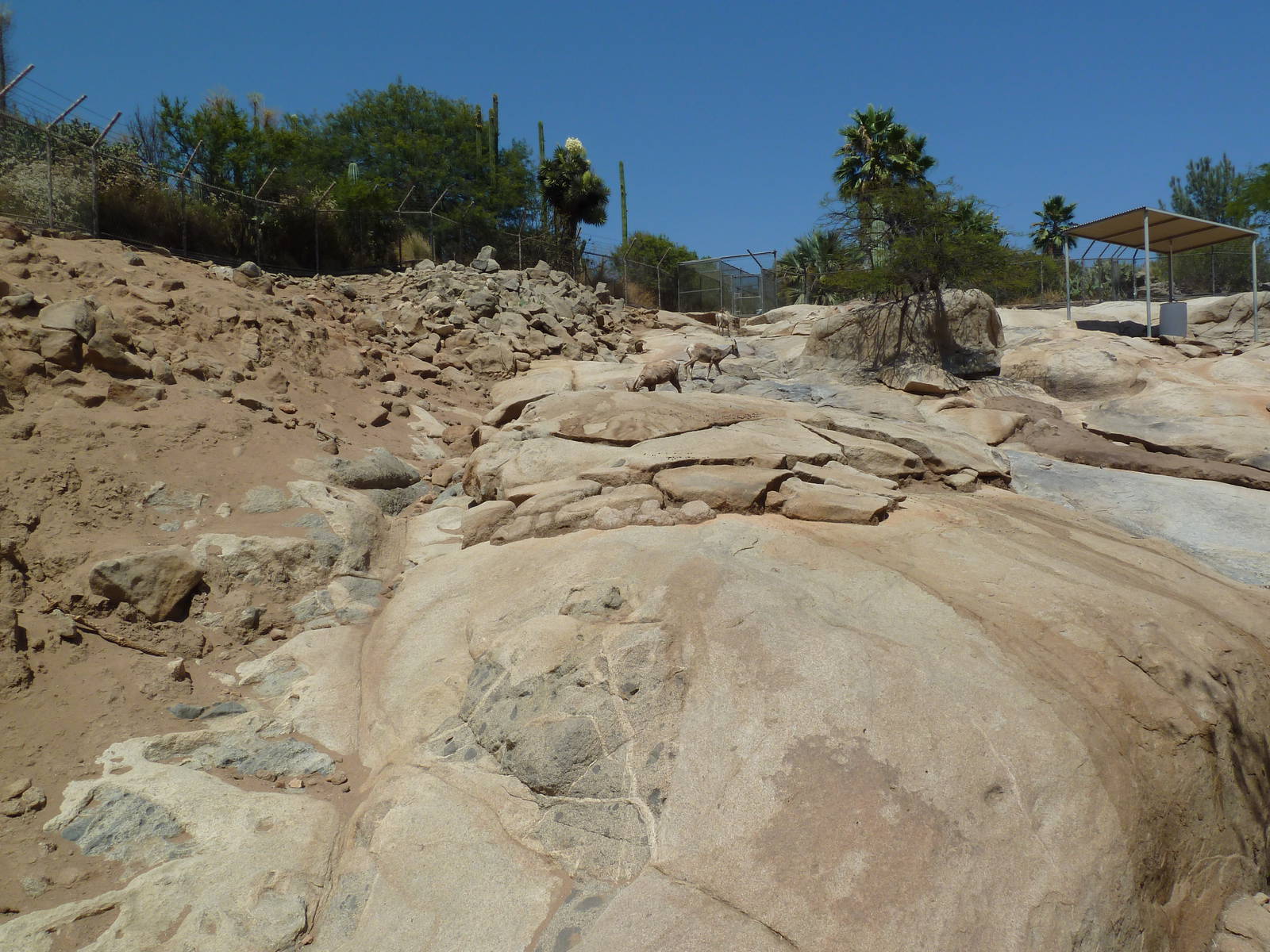 Condor Ridge - Desert Bighorn Sheep Exhibit