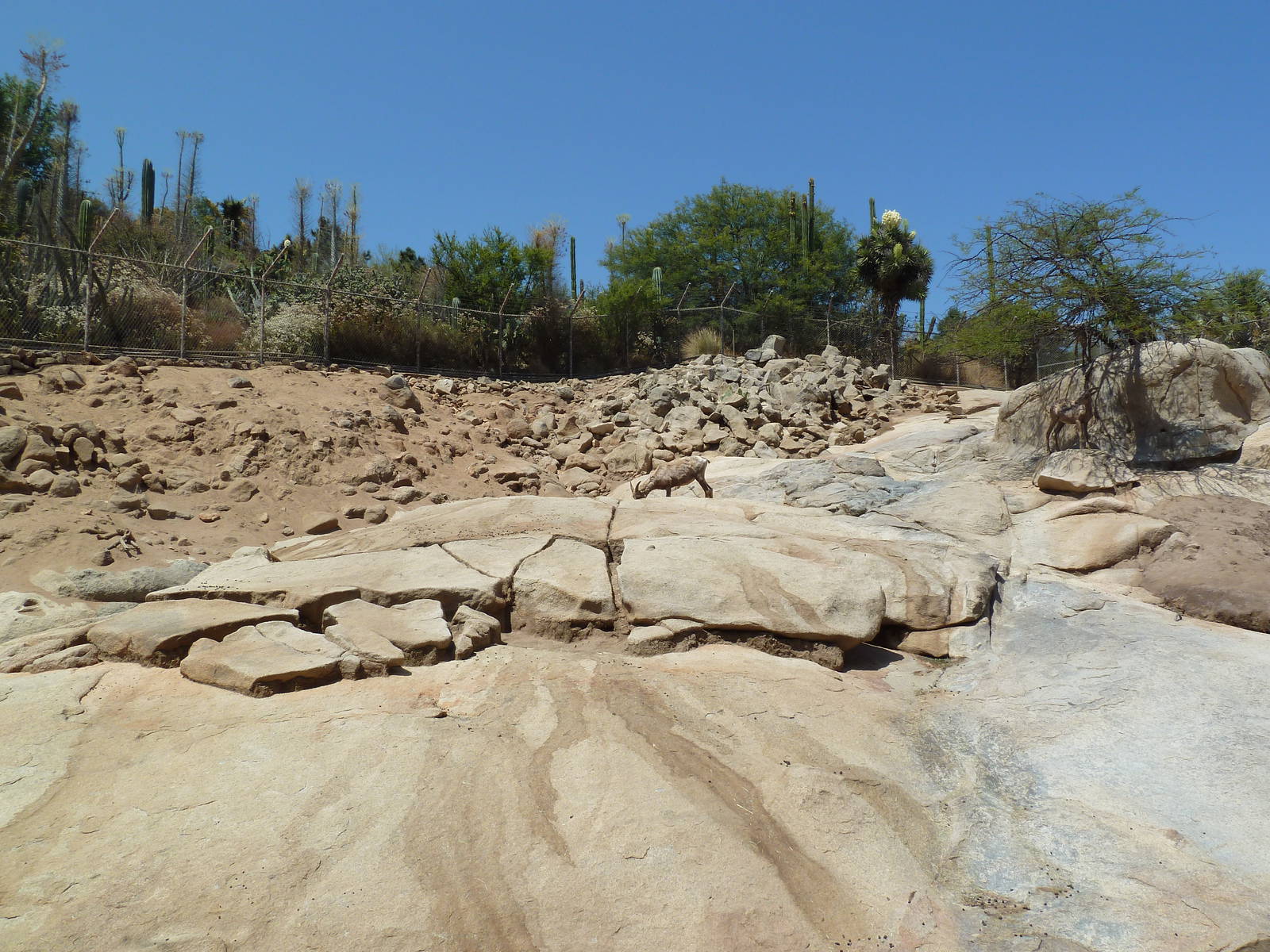 Condor Ridge - Desert Bighorn Sheep Exhibit
