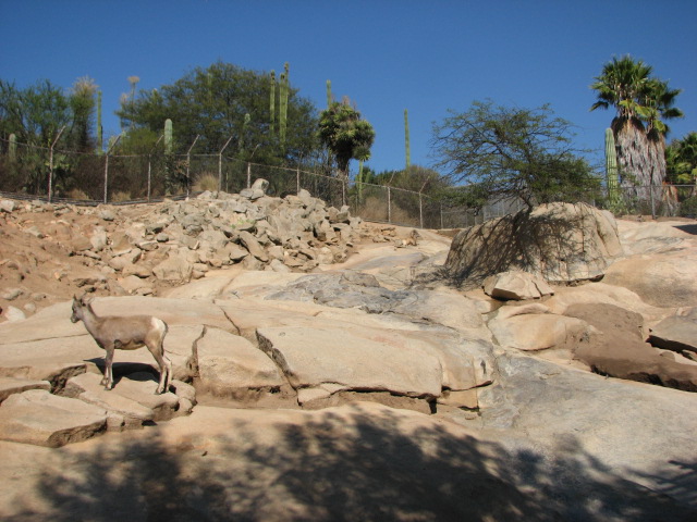 Condor Ridge - Desert Bighorn Sheep Exhibit