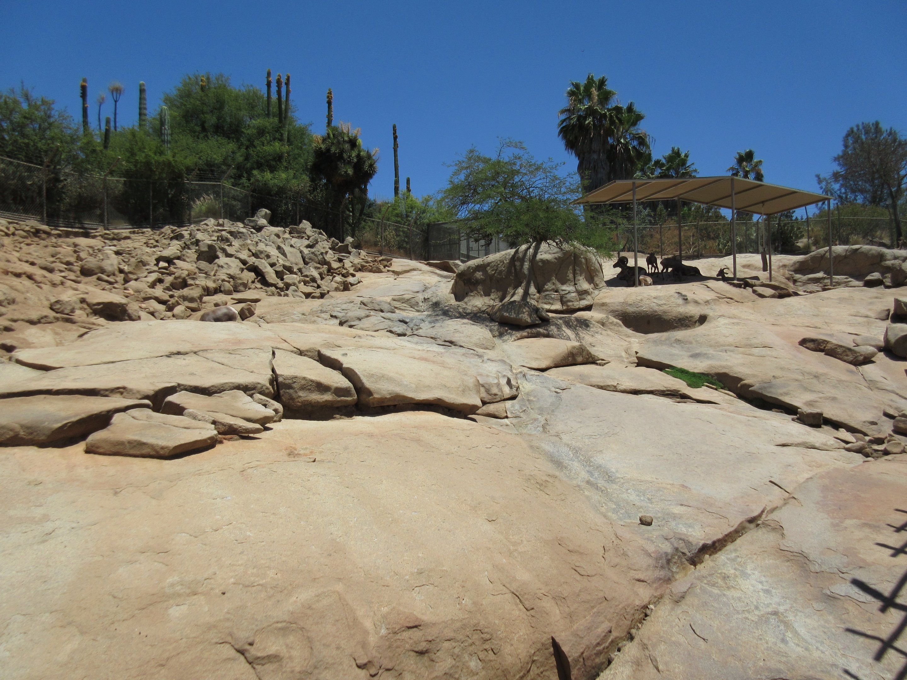 Condor Ridge - Desert Bighorn Sheep Exhibit
