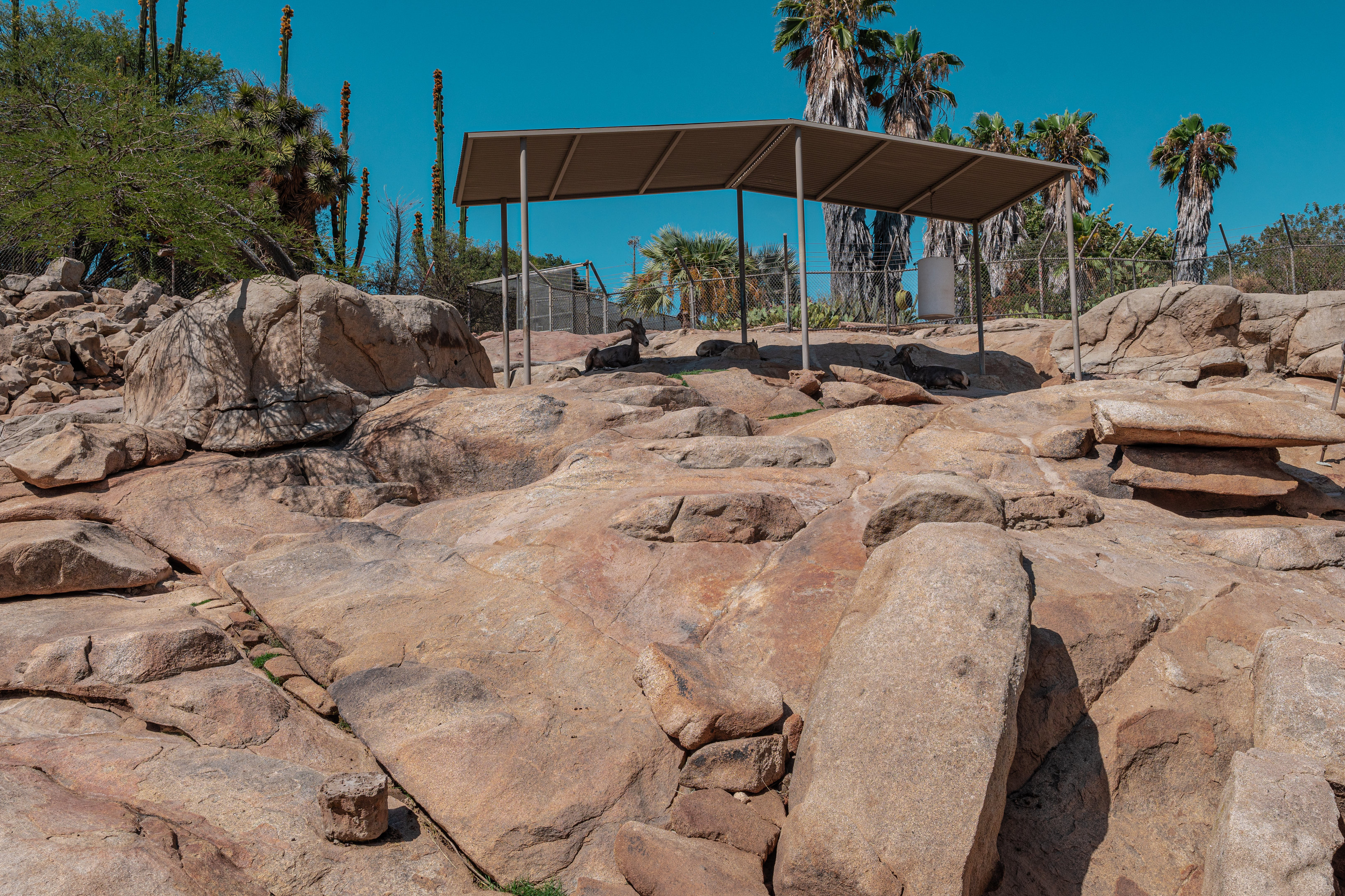 Condor Ridge: Desert Bighorn Sheep exhibit