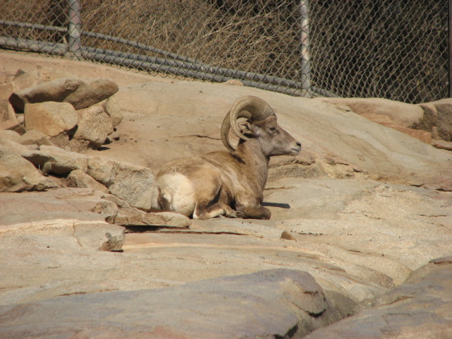 Condor Ridge - Desert Bighorn Sheep