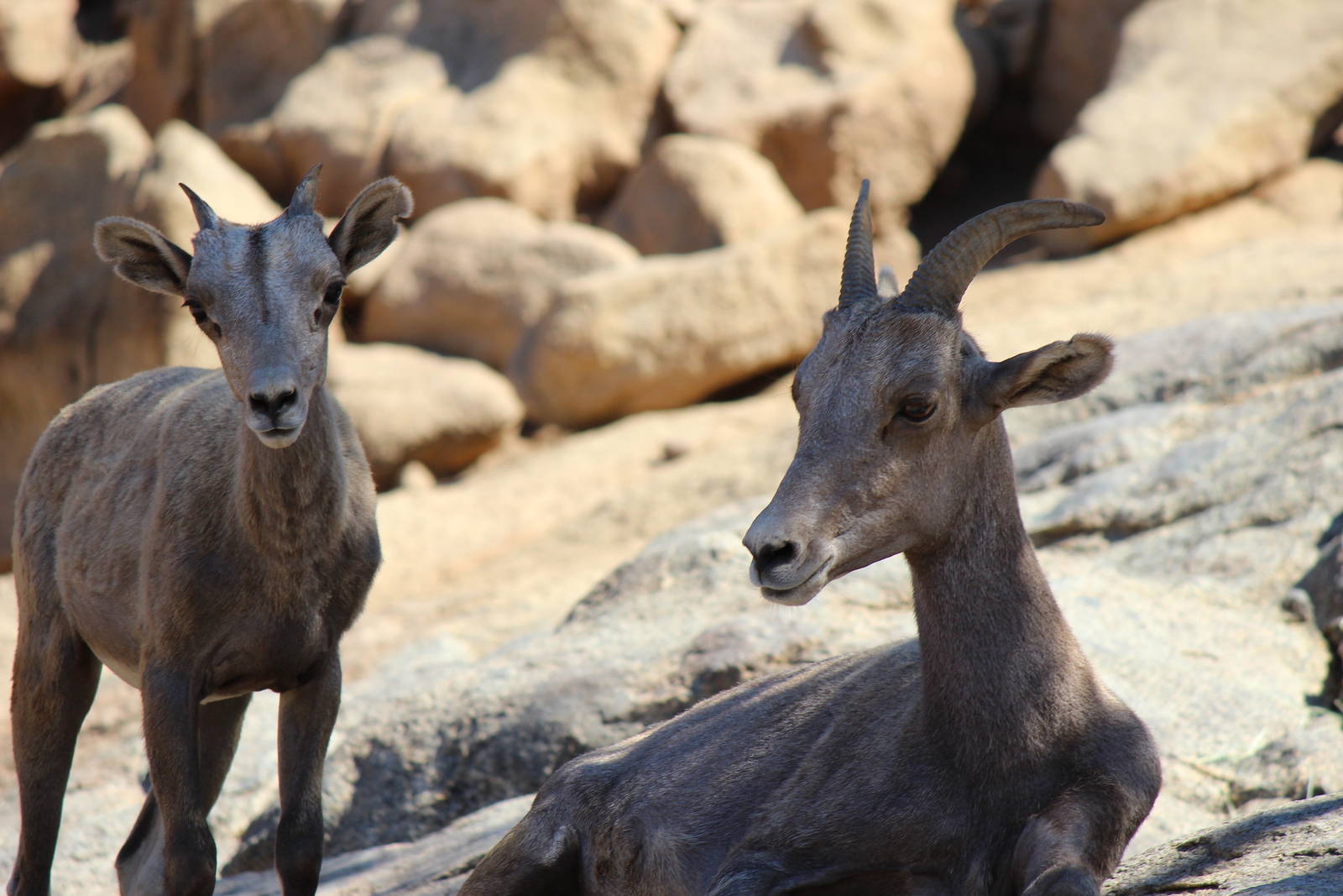 Condor Ridge - Desert Bighorn Sheep