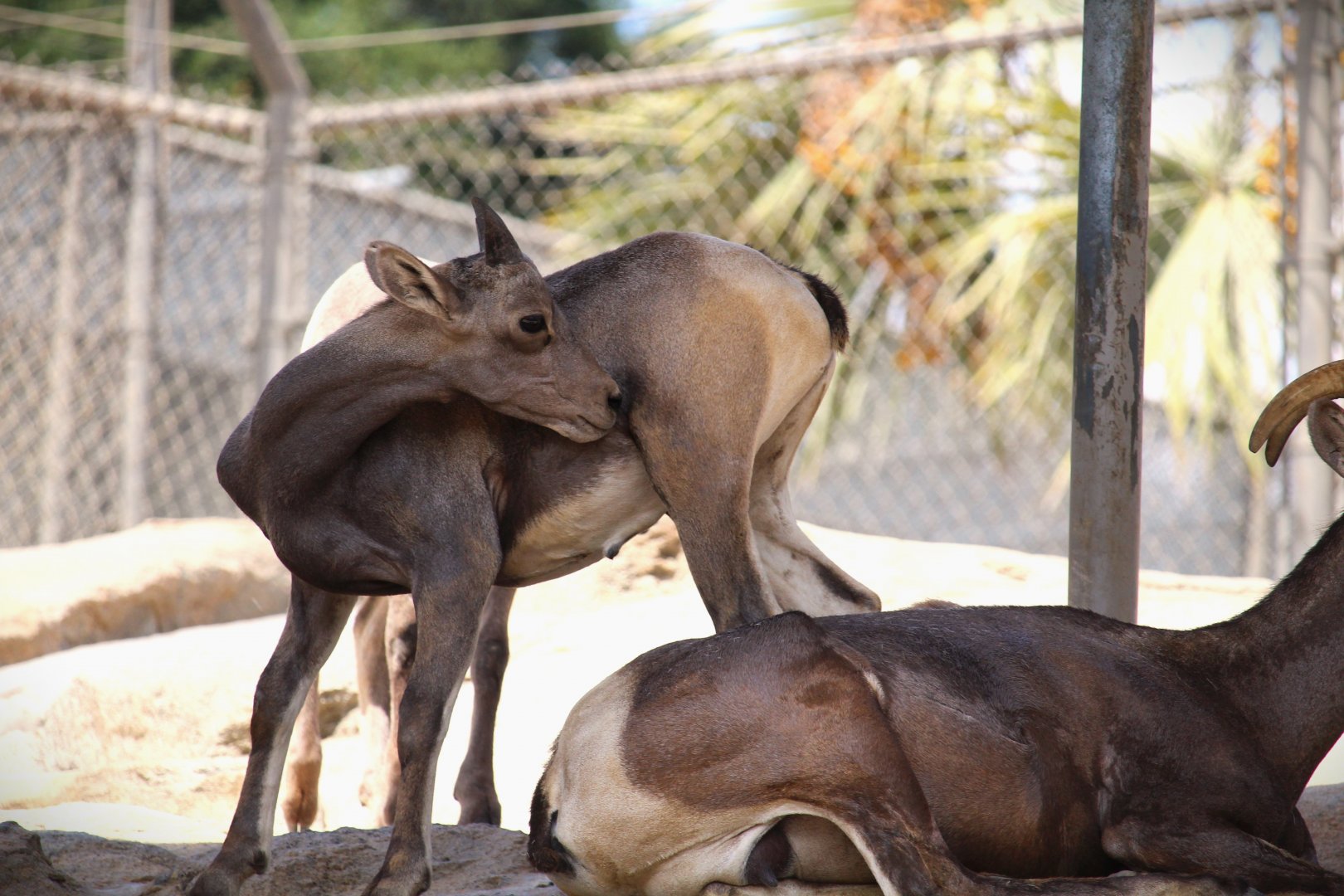 Condor Ridge - Desert Bighorn Sheep