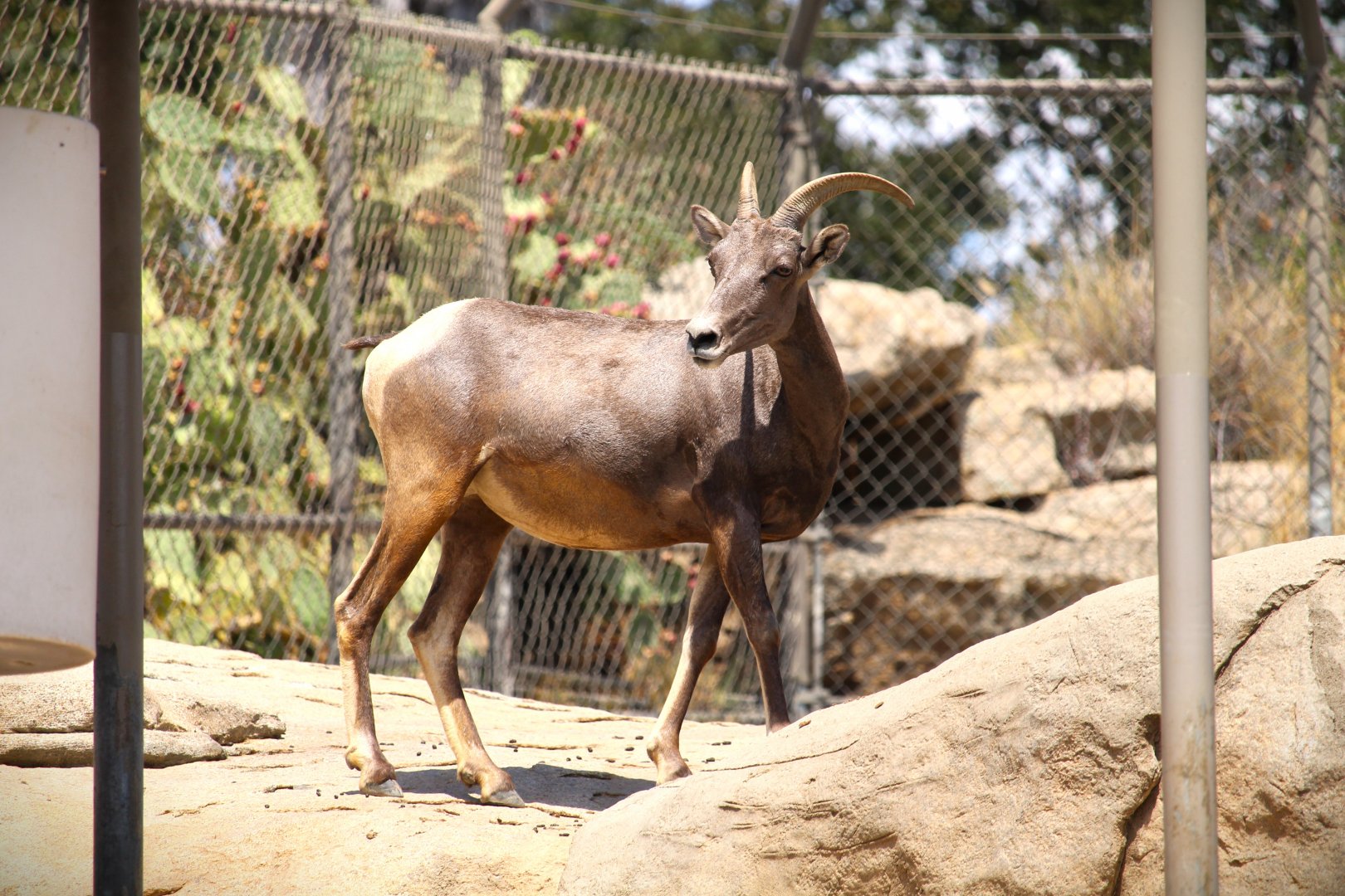 Condor Ridge - Desert Bighorn Sheep