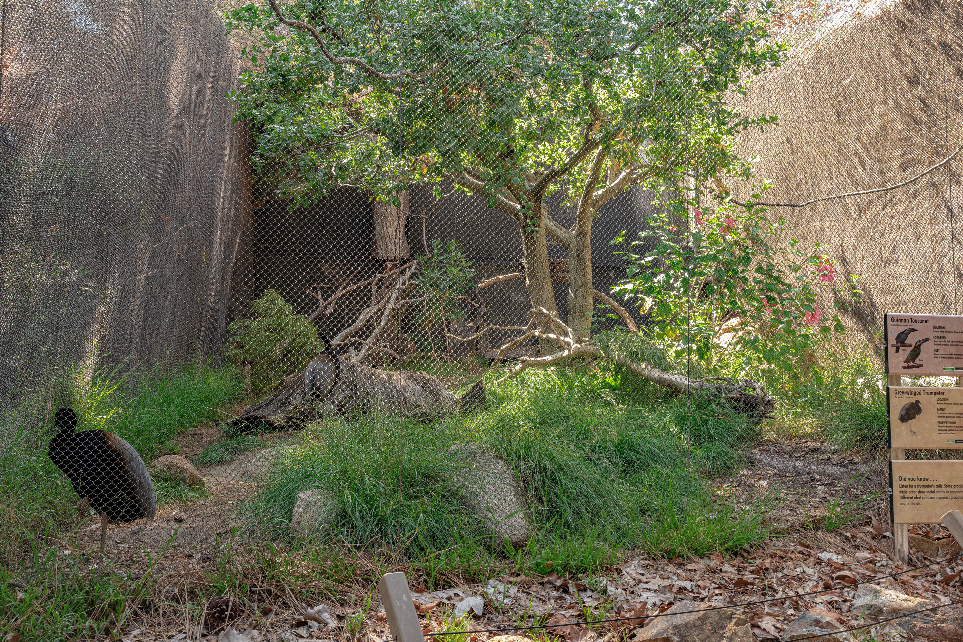 Condor Ridge: Greg Winged Trumpeter and Guianan Toucanet exhibit