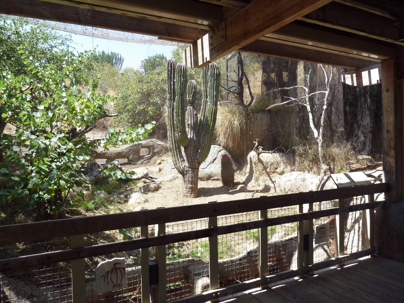 Condor Ridge - Harris' Hawk Exhibit