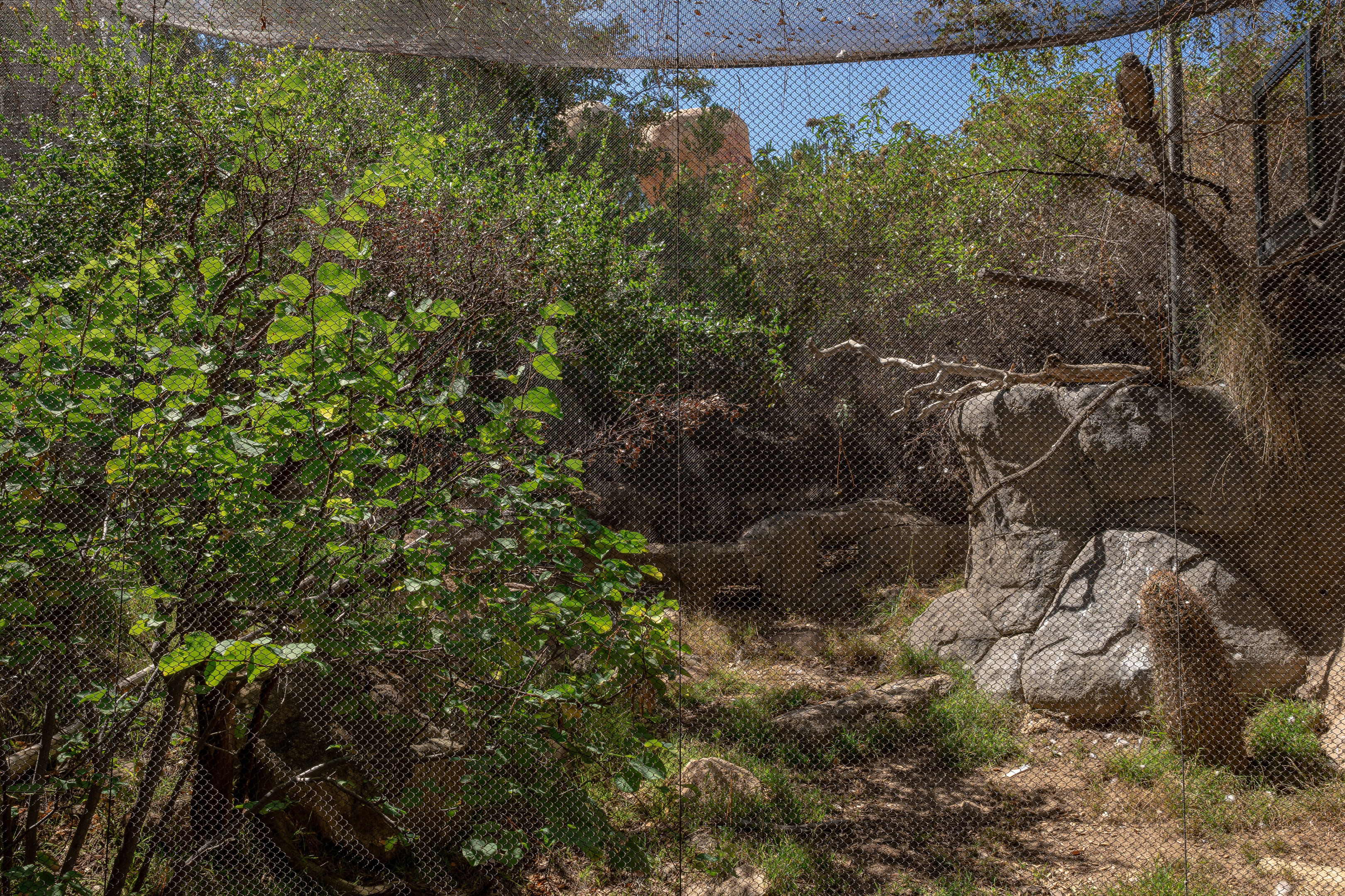 Condor Ridge: Harris’ Hawk exhibit