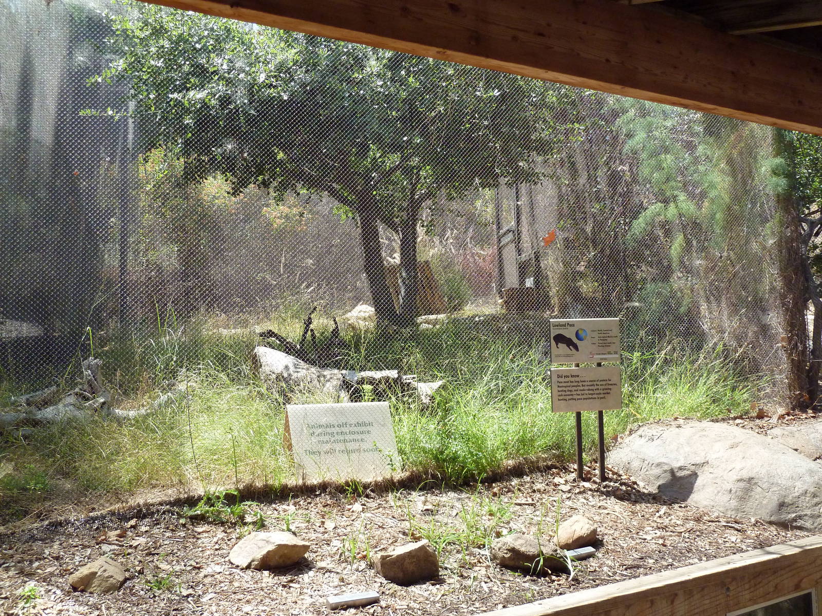 Condor Ridge - Lowland Paca Exhibit