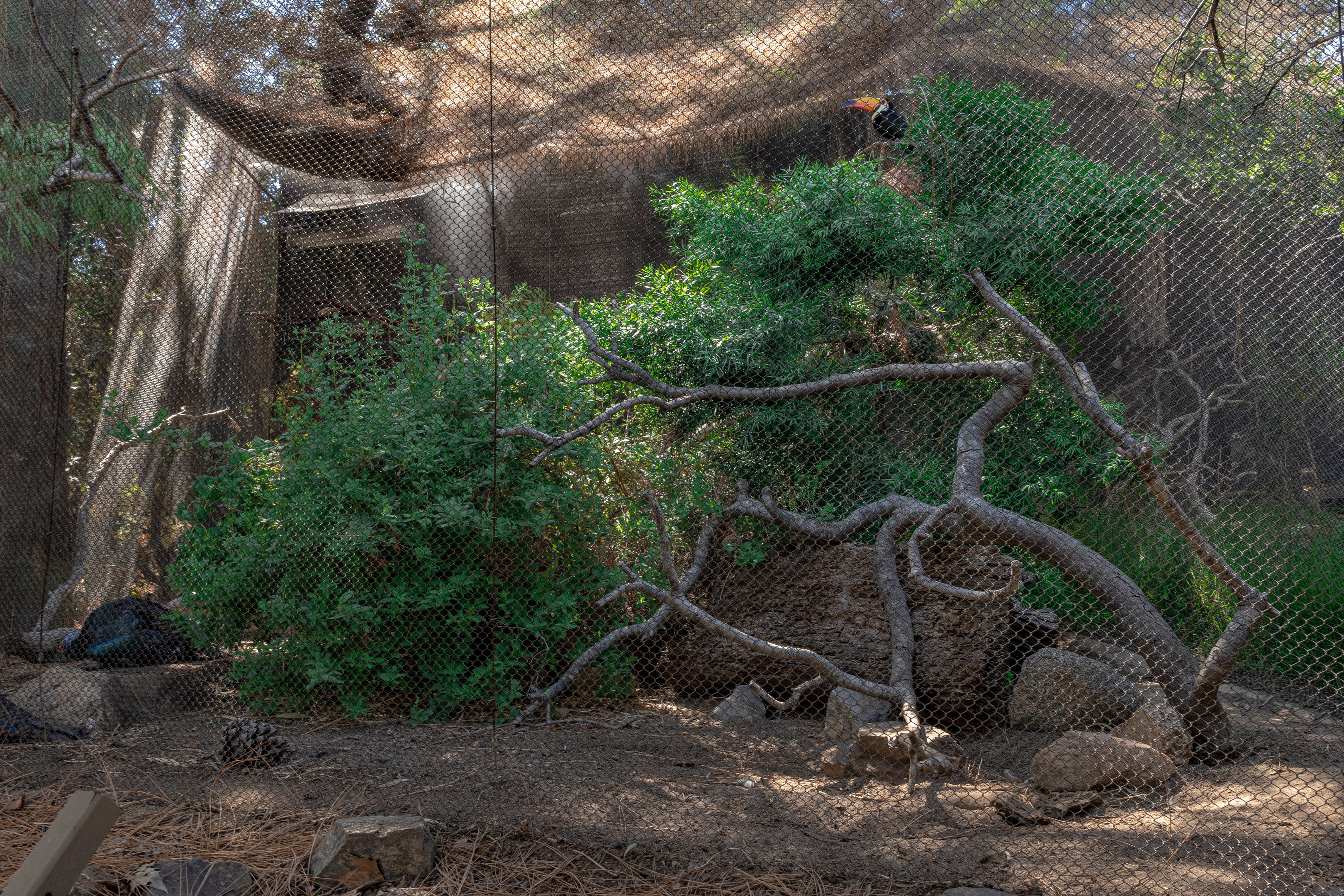 Condor Ridge: Ocellated Turkey and Toco Toucan exhibit