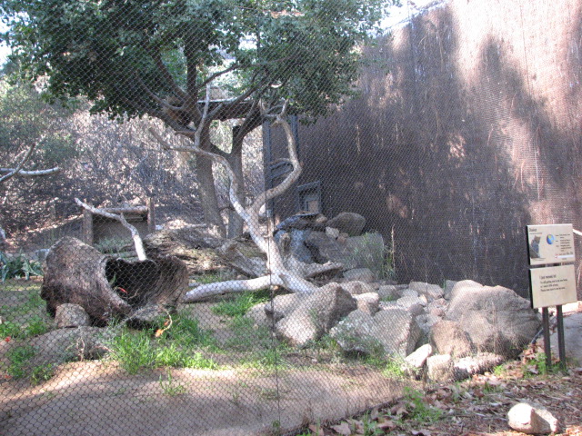 Condor Ridge - Ocelot Exhibit