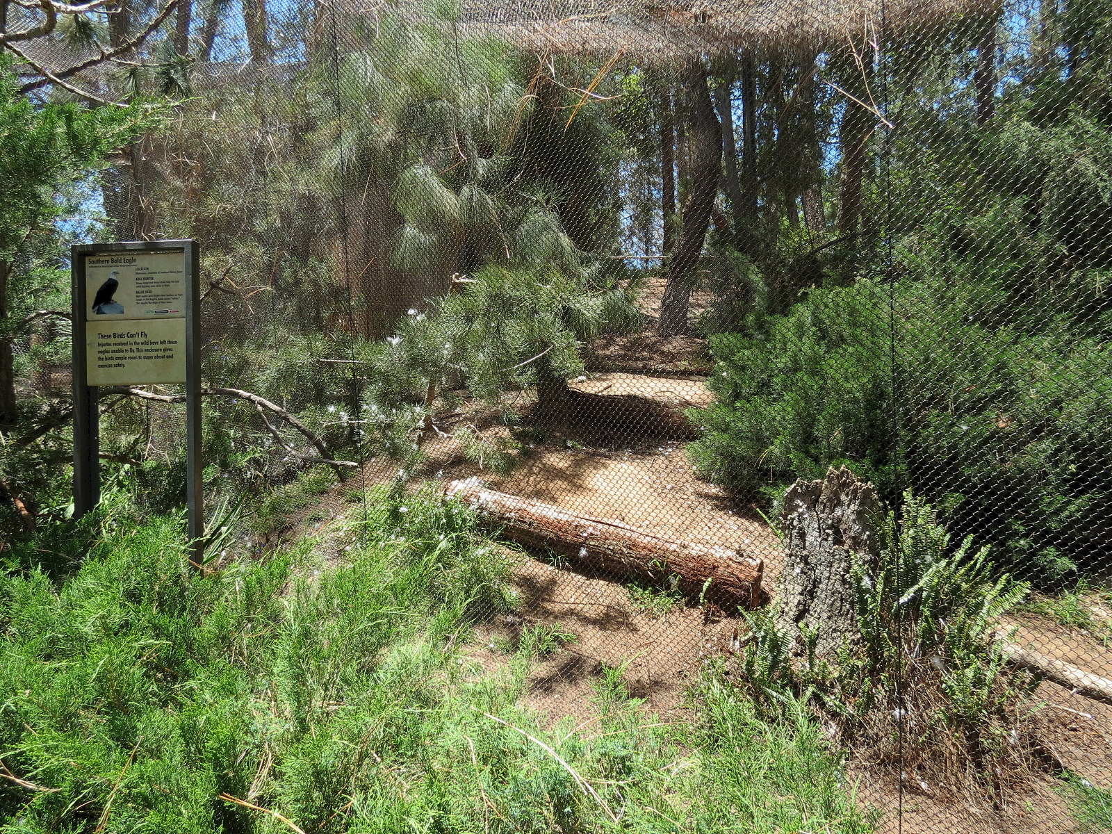 Condor Ridge - Southern Bald Eagle Exhibit
