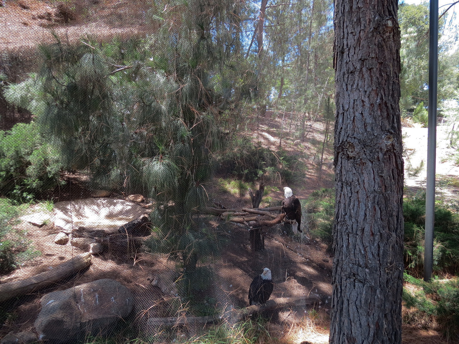 Condor Ridge - Southern Bald Eagle Exhibit