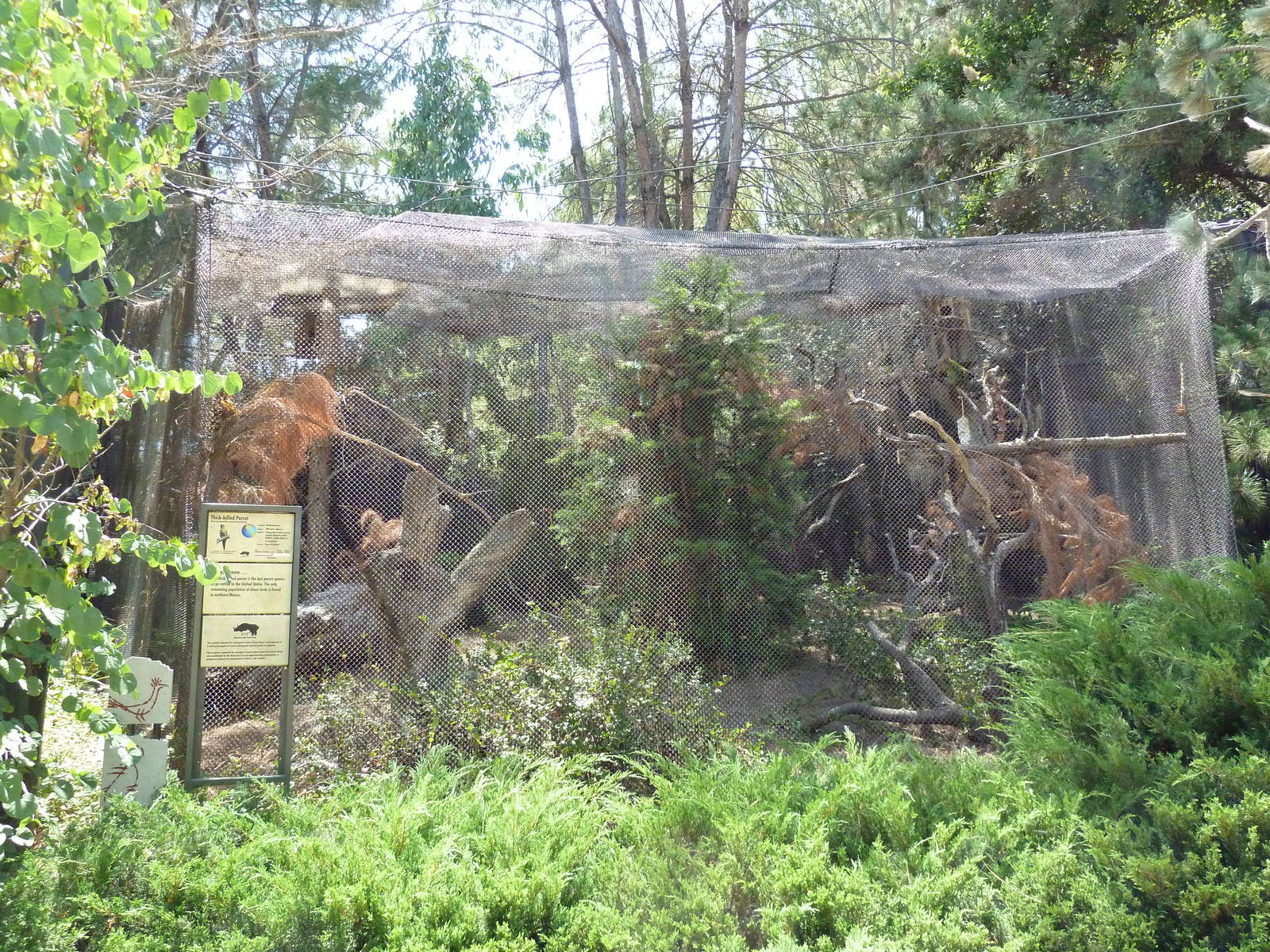 Condor Ridge - Thick-Billed Parrot Exhibit