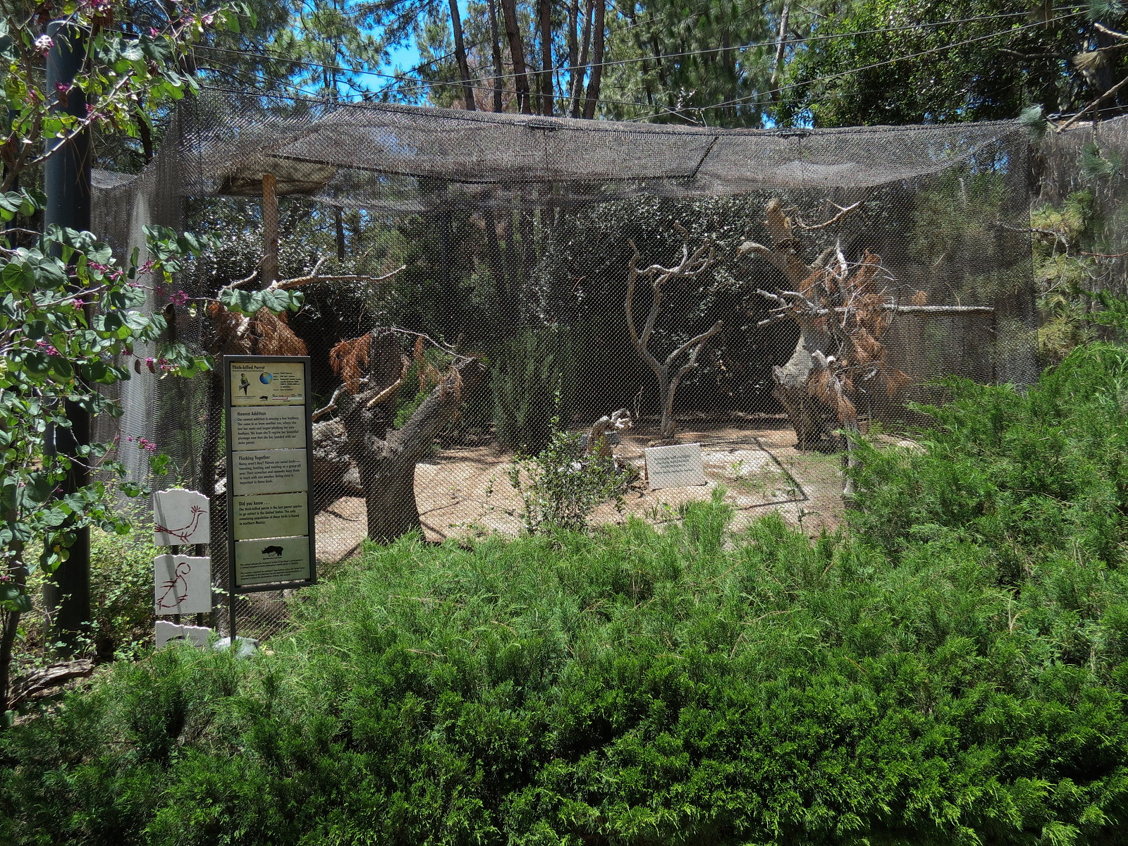 Condor Ridge - Thick-billed Parrot Exhibit