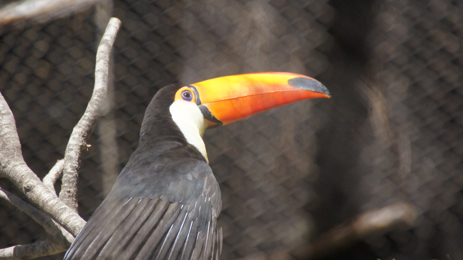 Condor Ridge - Toco Toucan