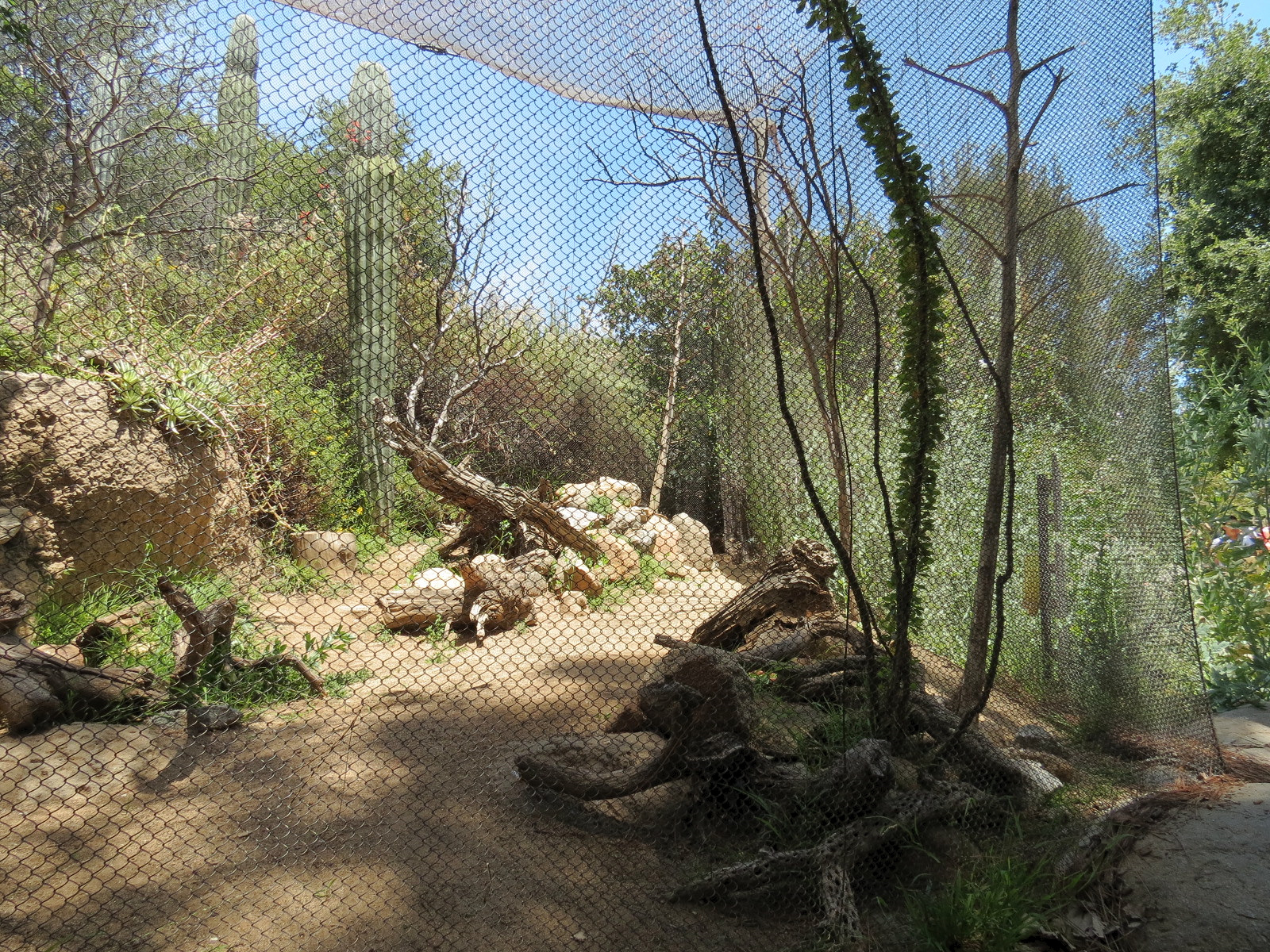 Condor Ridge - Western Burrowing Owl and Others Exhibit