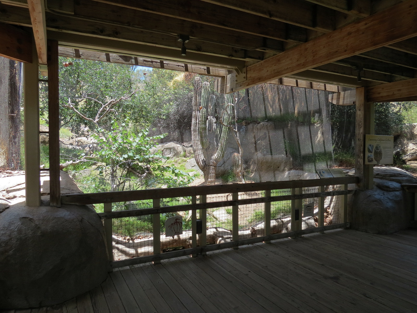 Condor Ridge - Western Harris Hawk Exhibit