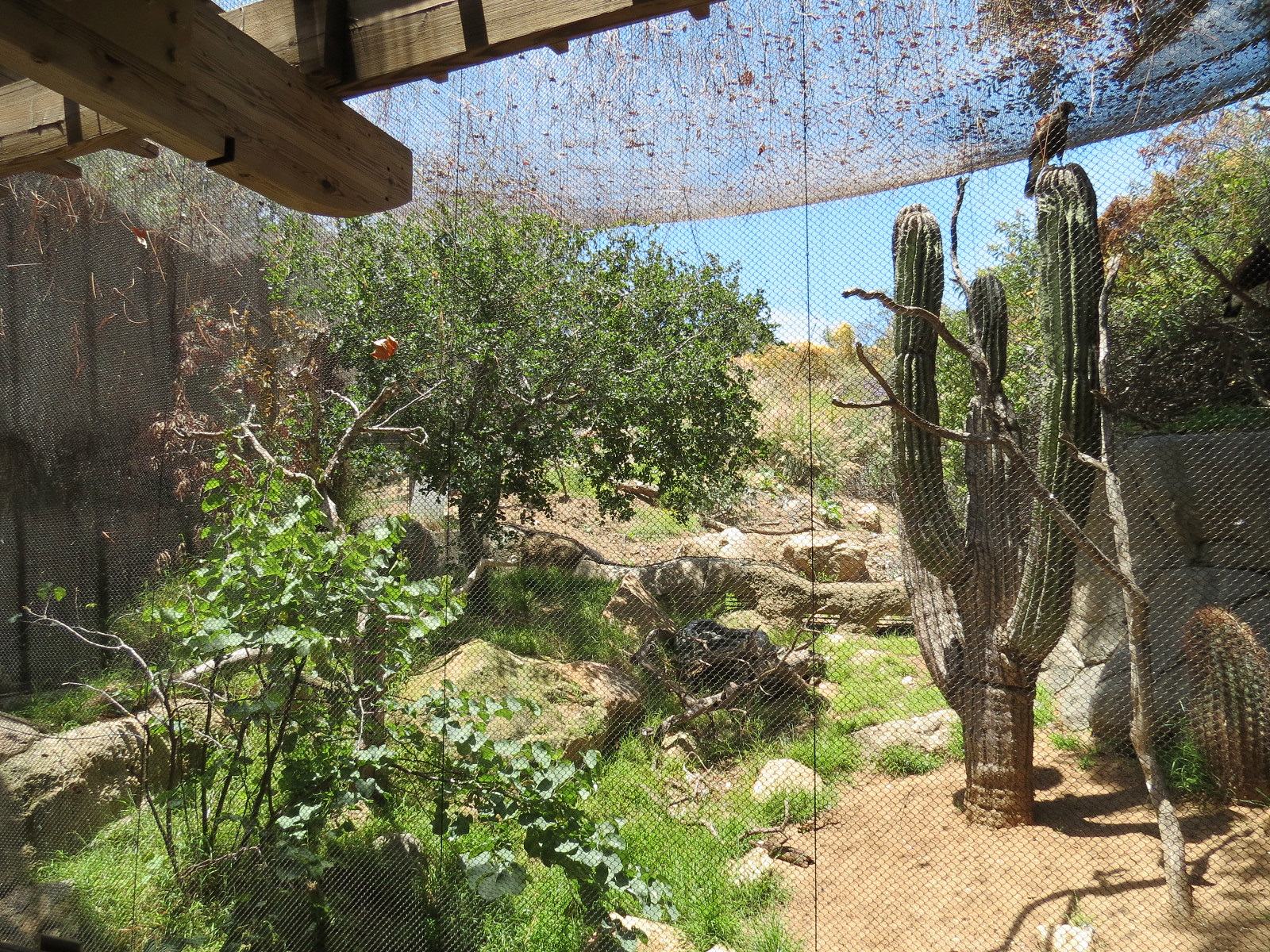 Condor Ridge - Western Harris Hawk Exhibit