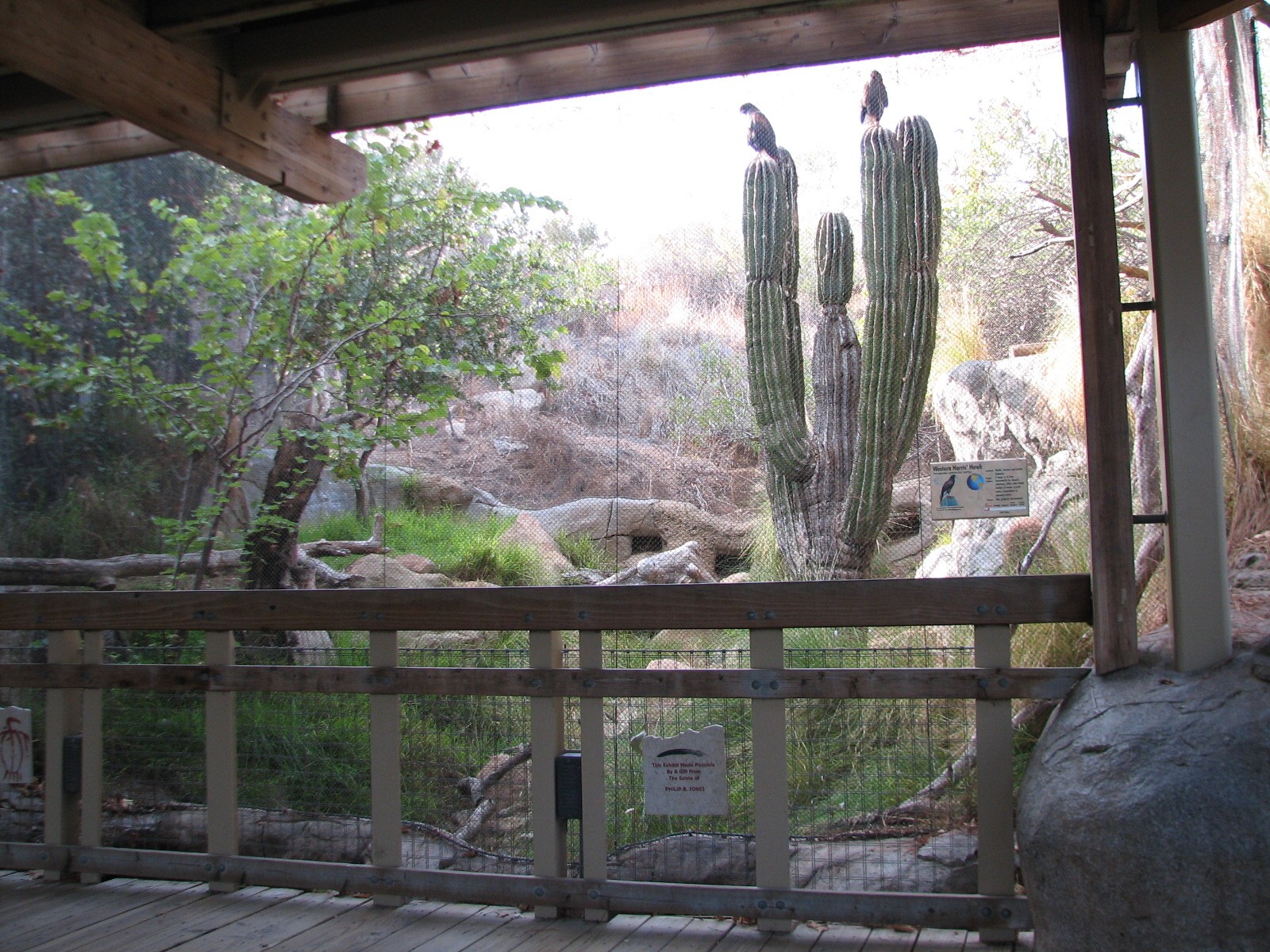 Condor Ridge - Western Harris Hawk Exhibit