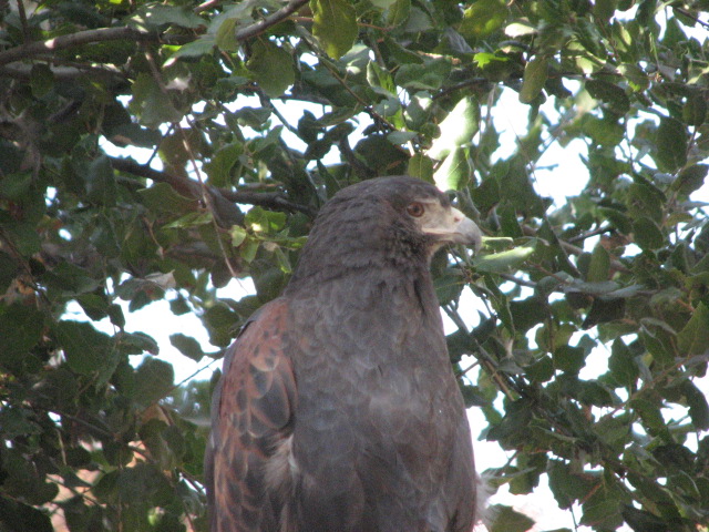 Condor Ridge - Western Harris's Hawk