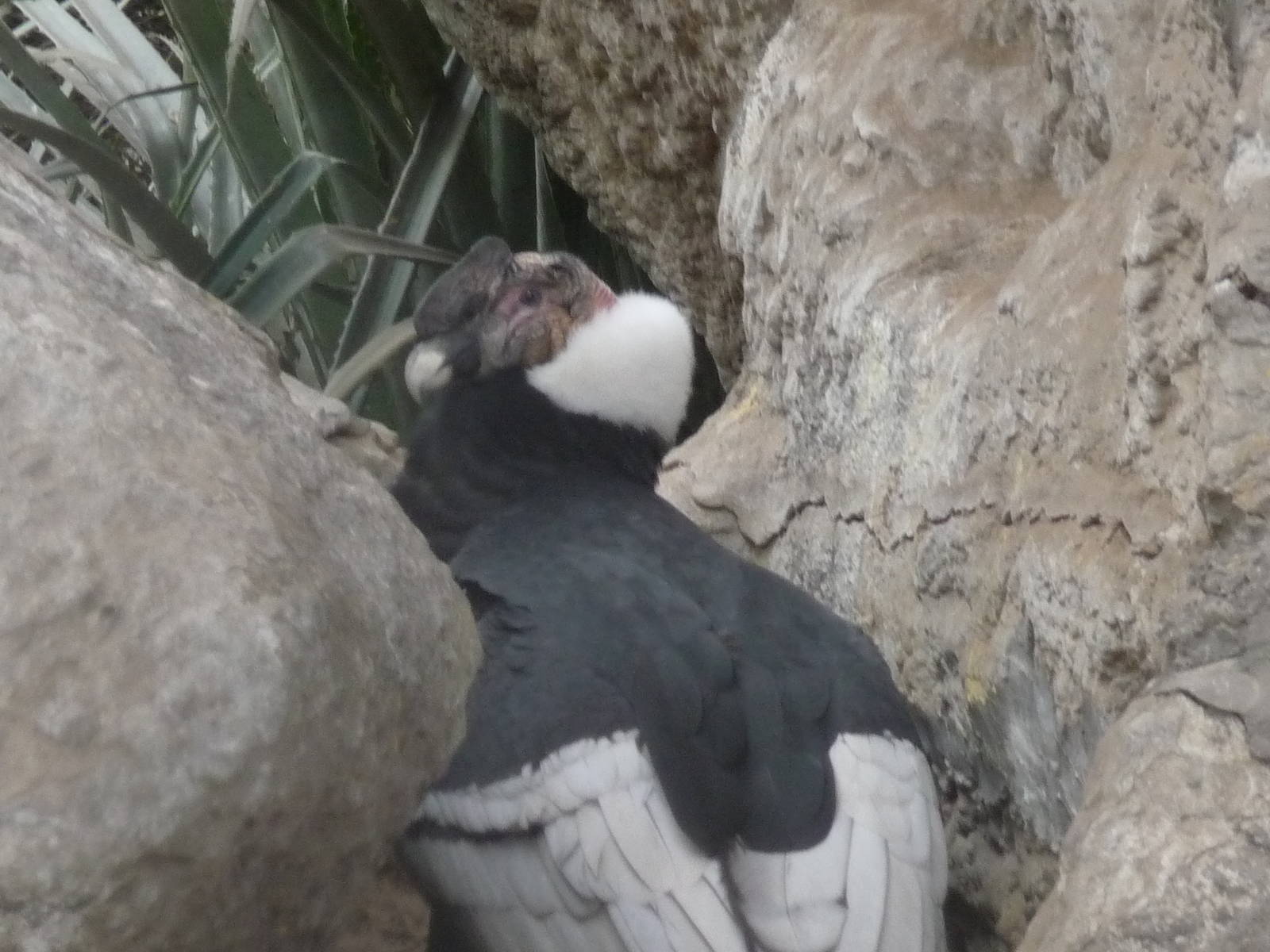 CONDOR ZOO DE BUENOS AIRES