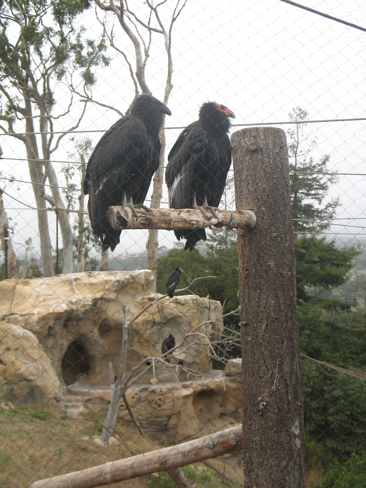 Condors, 6/2013