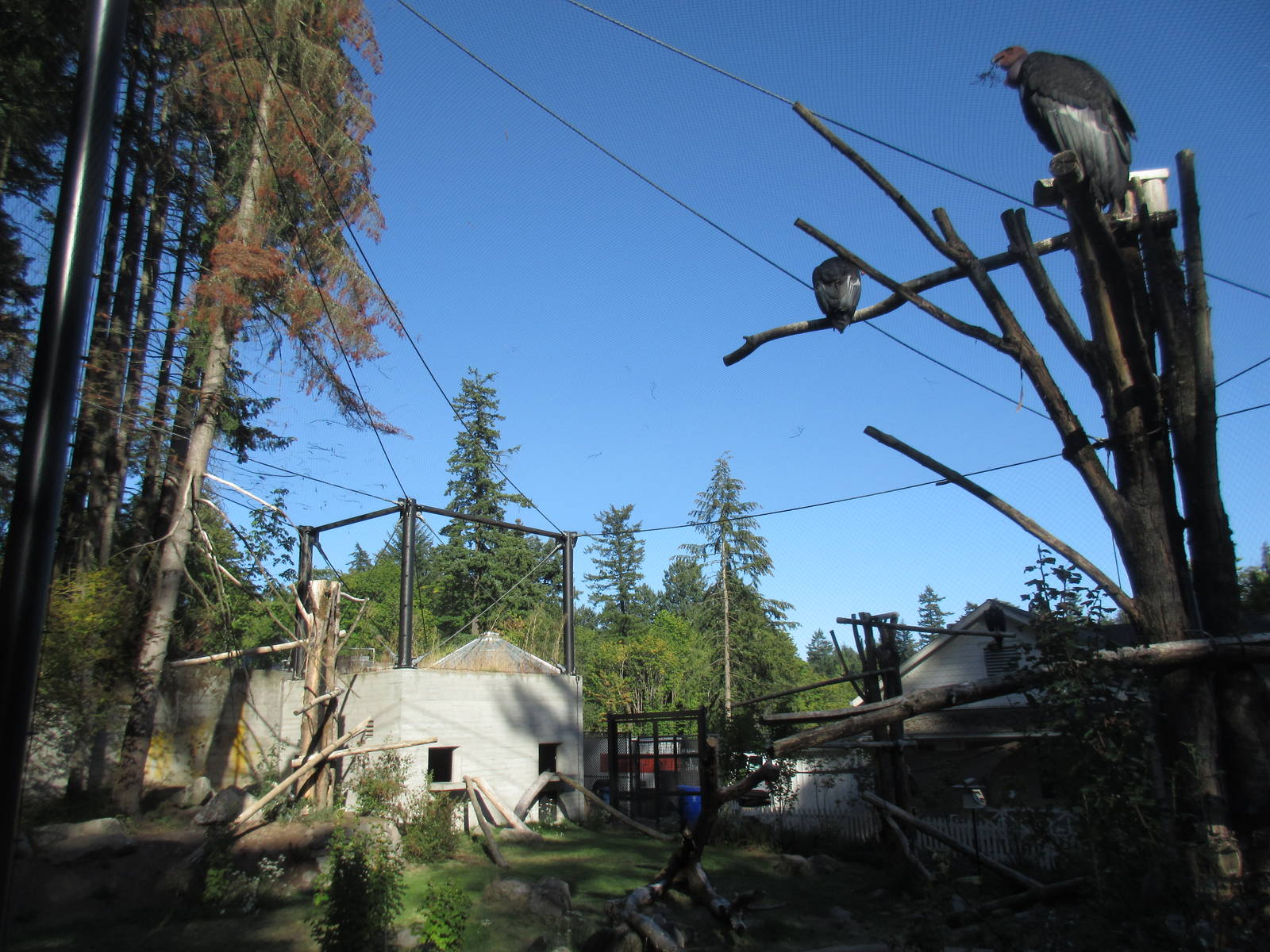 Condors of the Columbia (New in 2014)