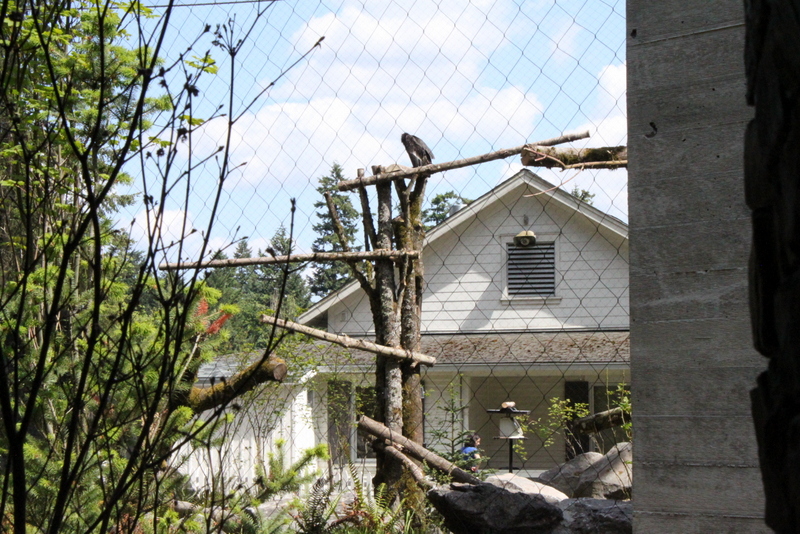Condors of the Columbia