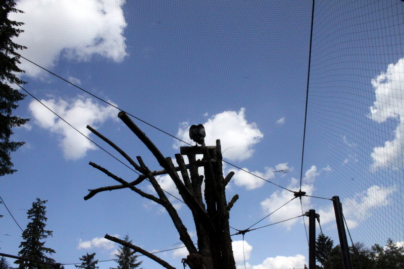 Condors of the Columbia