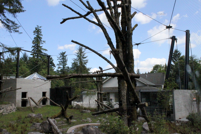 Condors of the Columbia