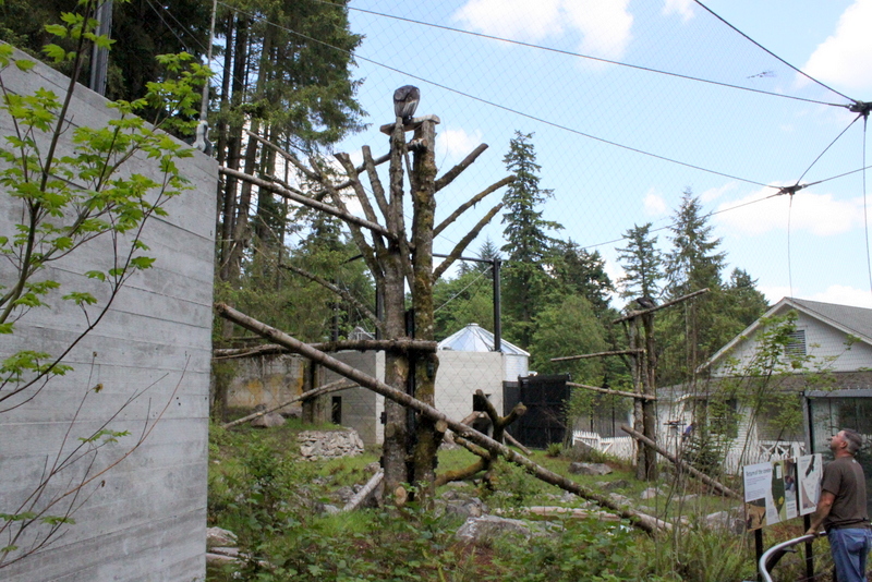 Condors of the Columbia