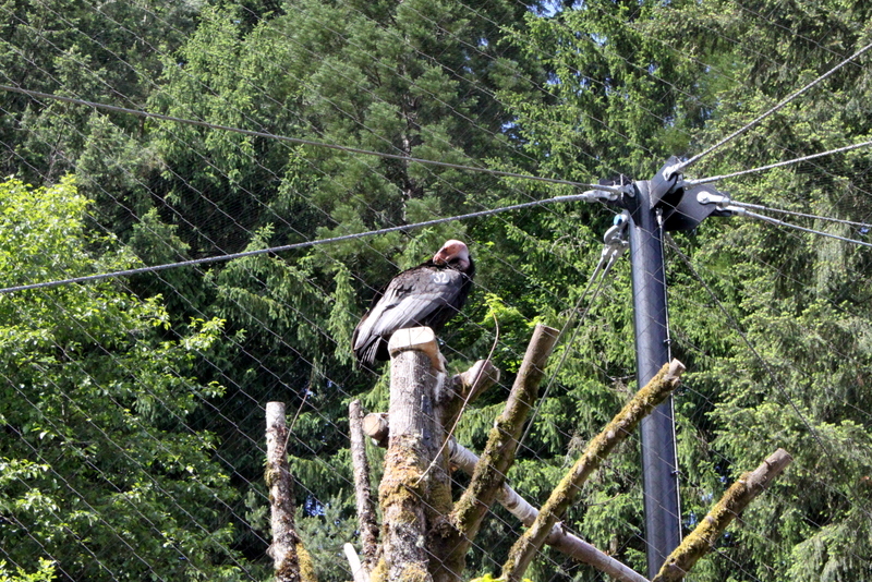 Condors of the Columbia