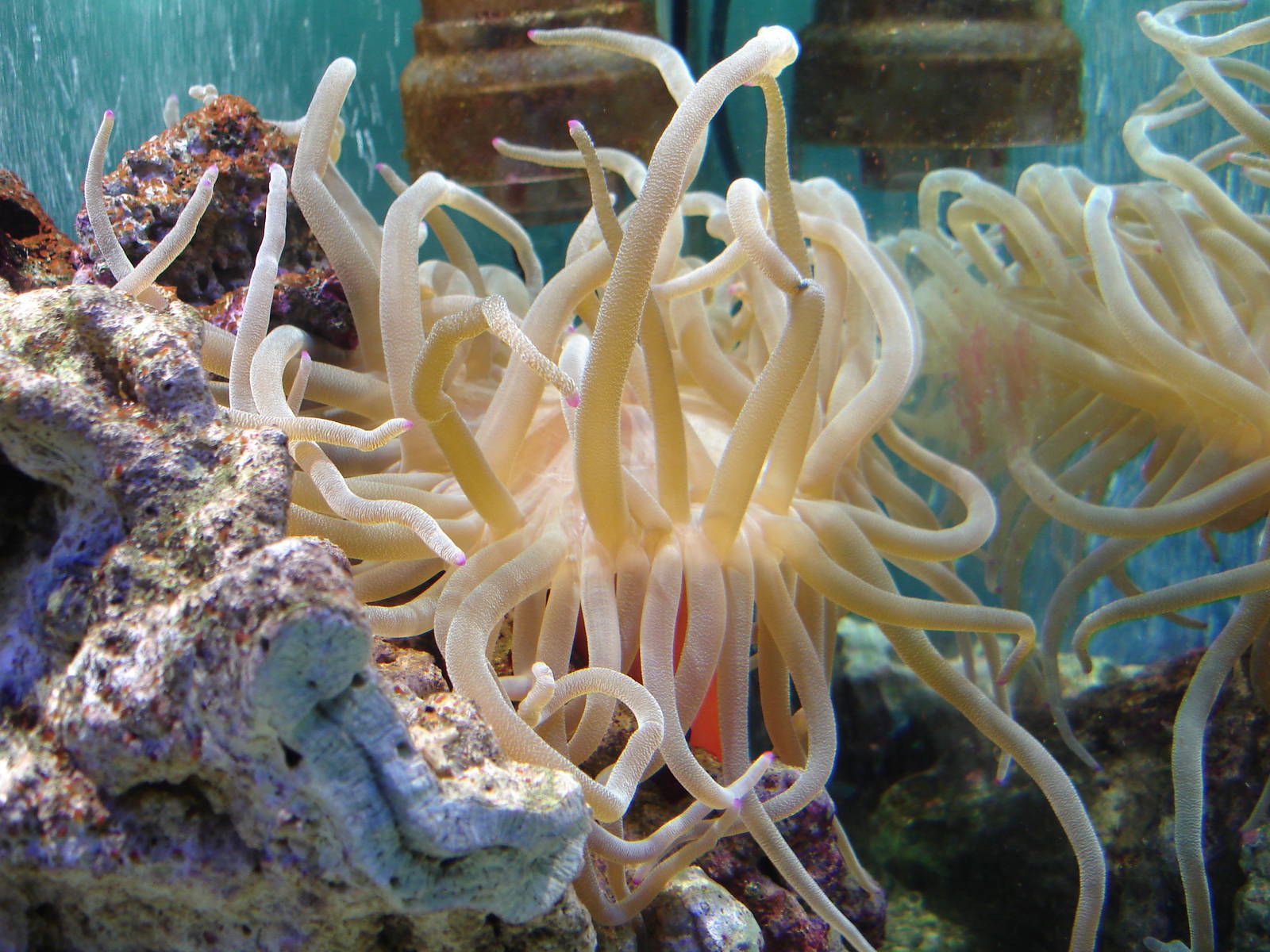 Condylactis gigantea