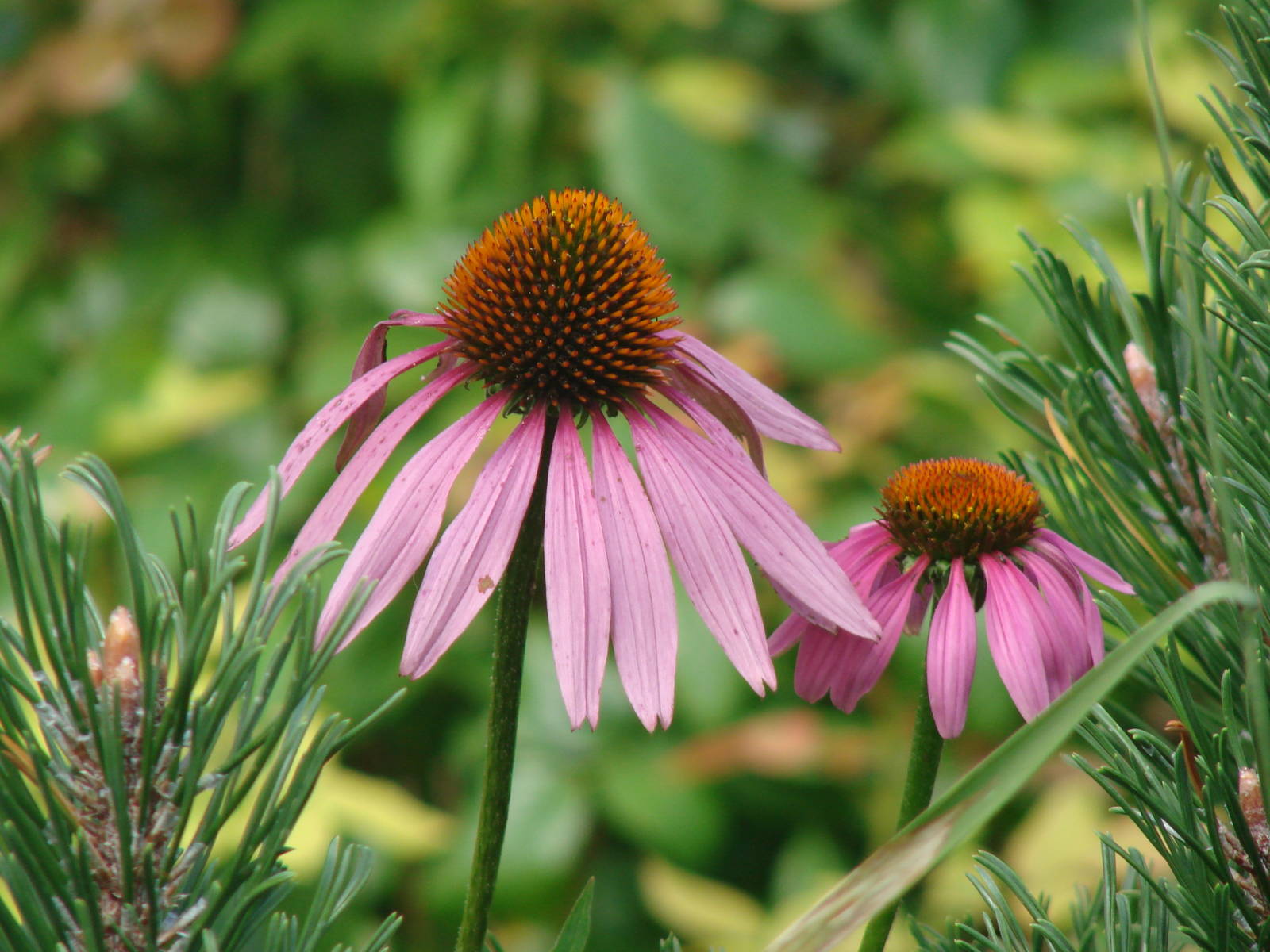 Cone Flower