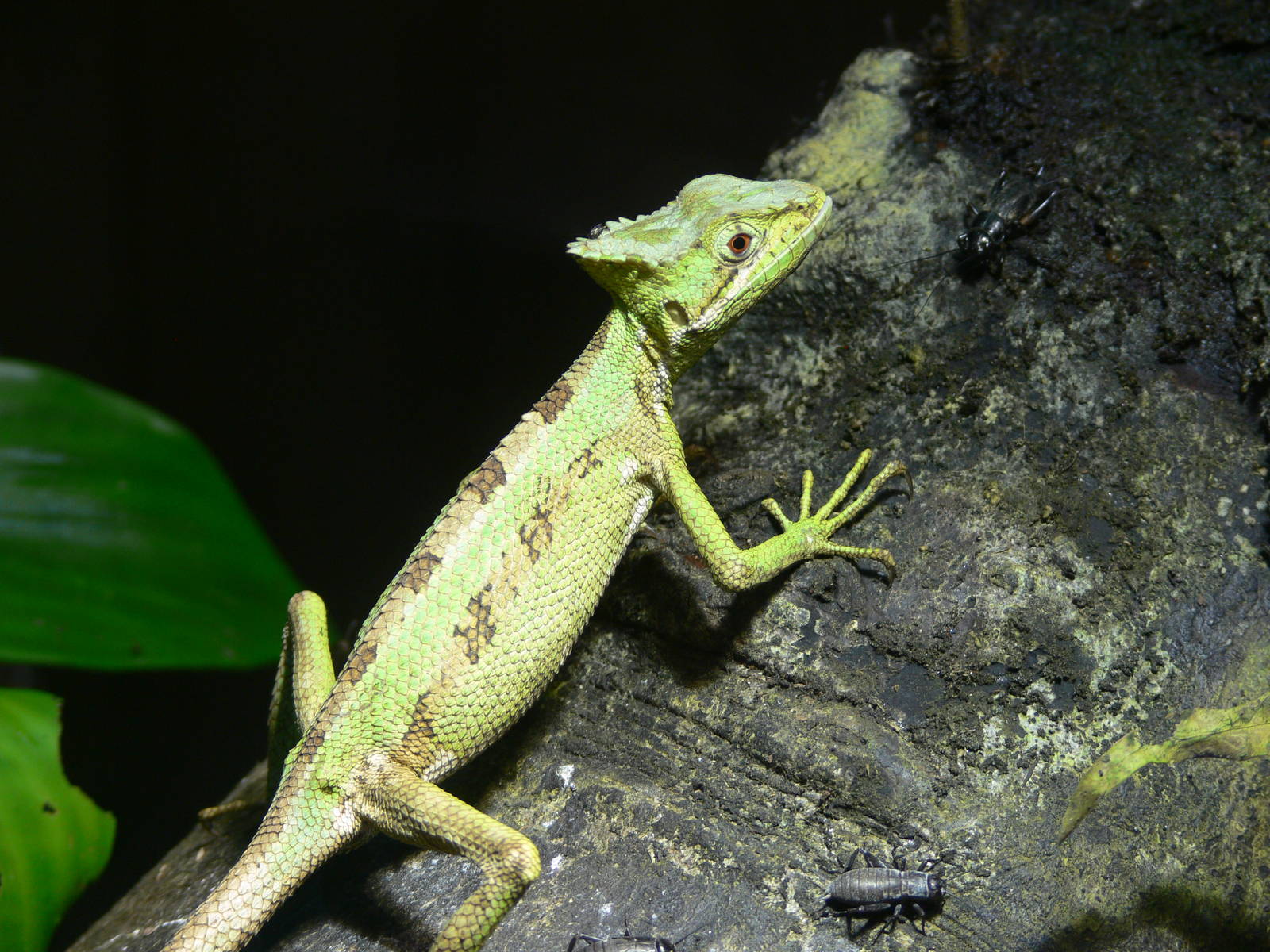 Cone-headed Lizard at Chester, 23/07/14