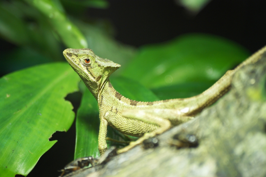 Cone-headed Lizard at Chester, 27/07/14