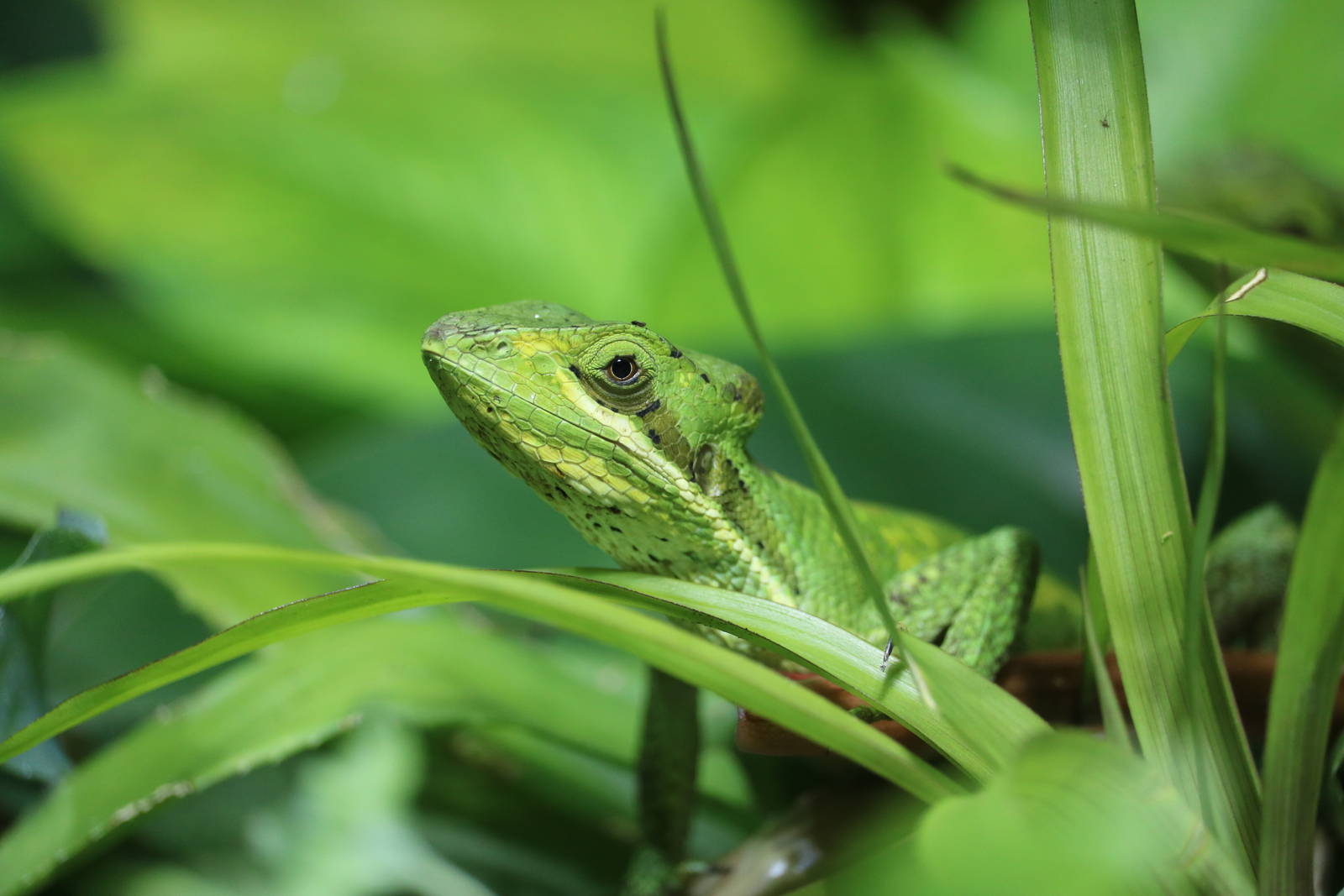 Cone-headed lizard, September 2015