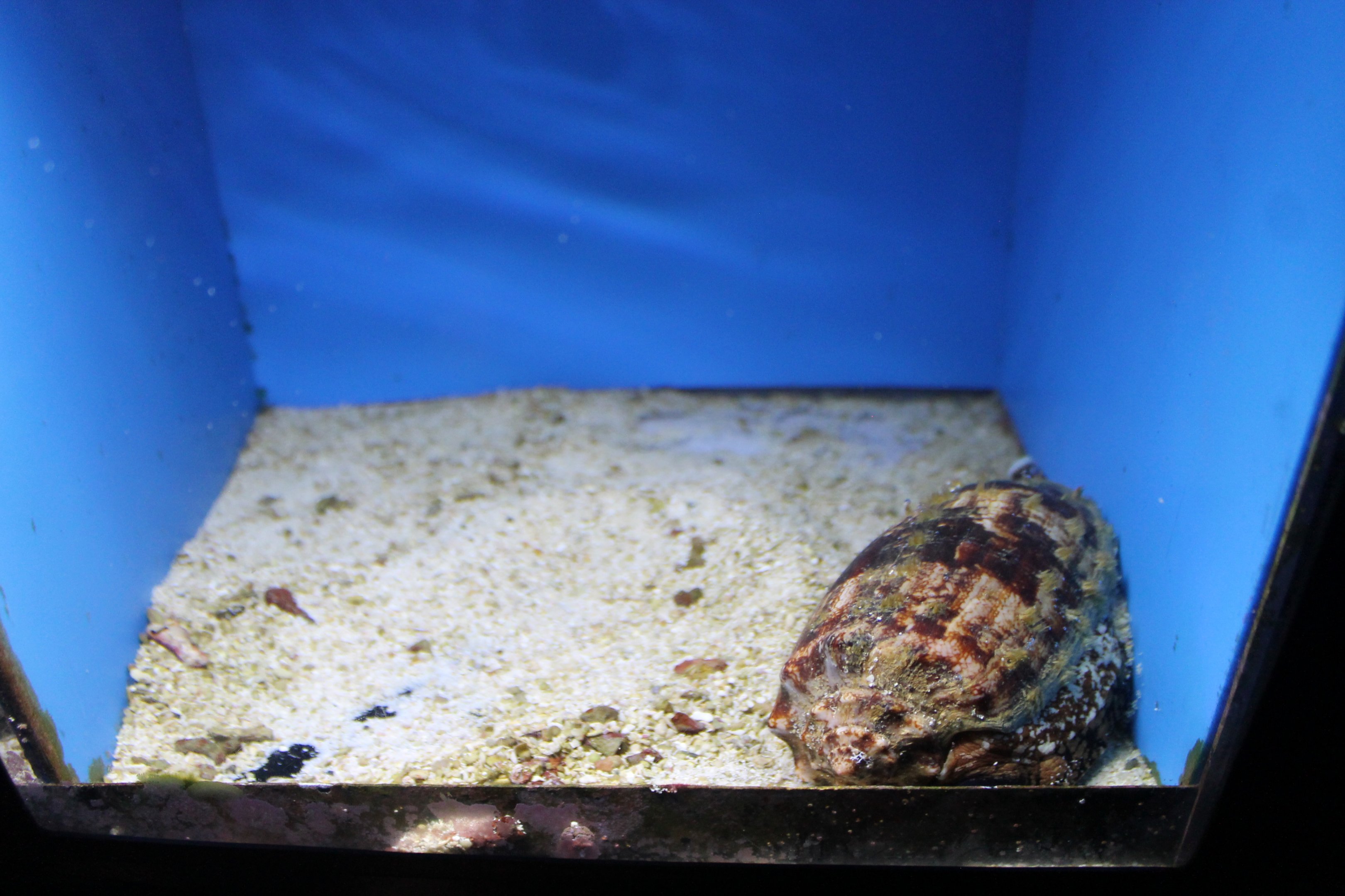 Cone Shell (Conus litteratus)